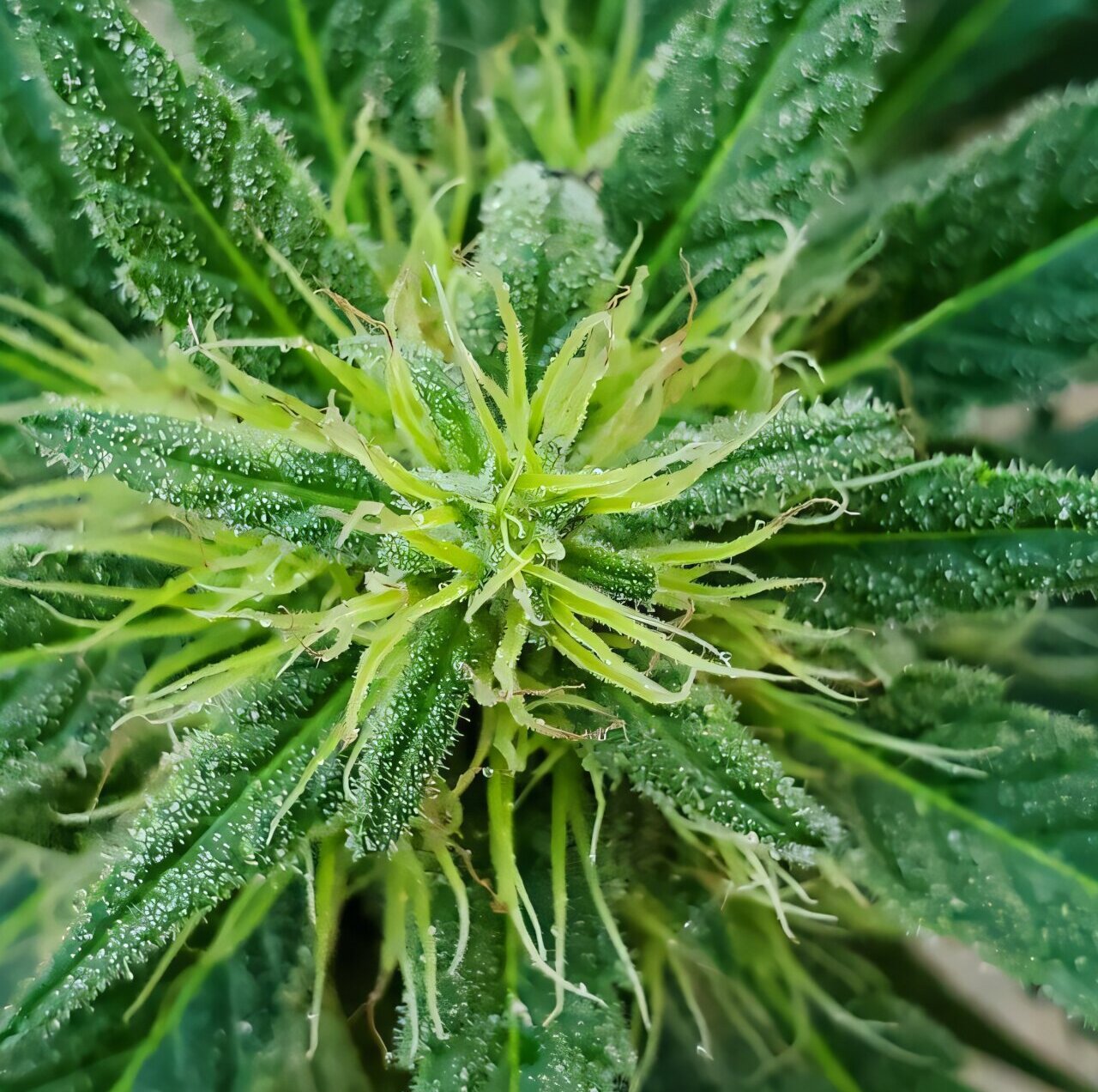 Maior proximidade com lojas de varejo de cannabis associada ao maior uso de cannabis, mas menos consumo de álcool