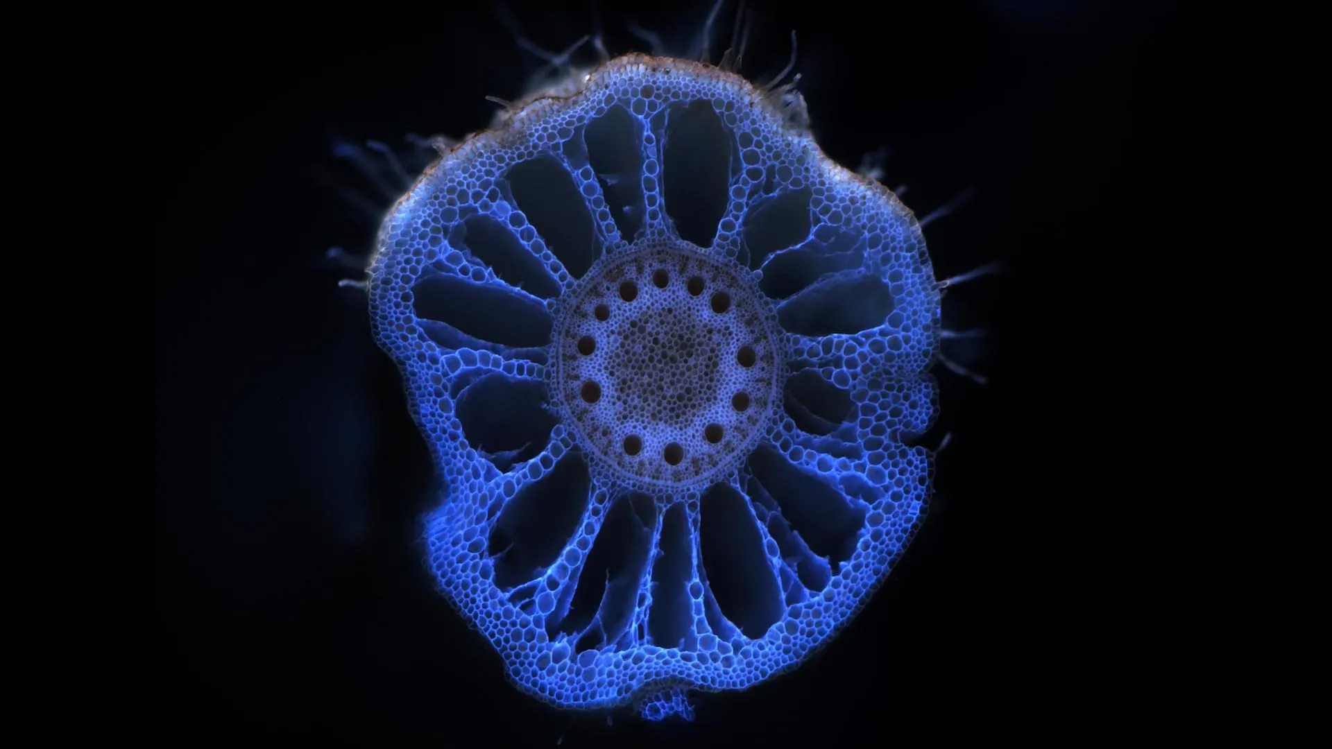 Micróbios do solo lembram-se da seca e ajudam as plantas a sobreviver