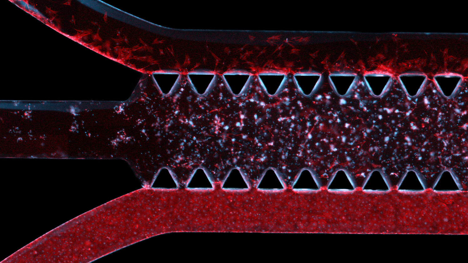 Modelo de cérebro desenvolvido em laboratório revela nova esperança