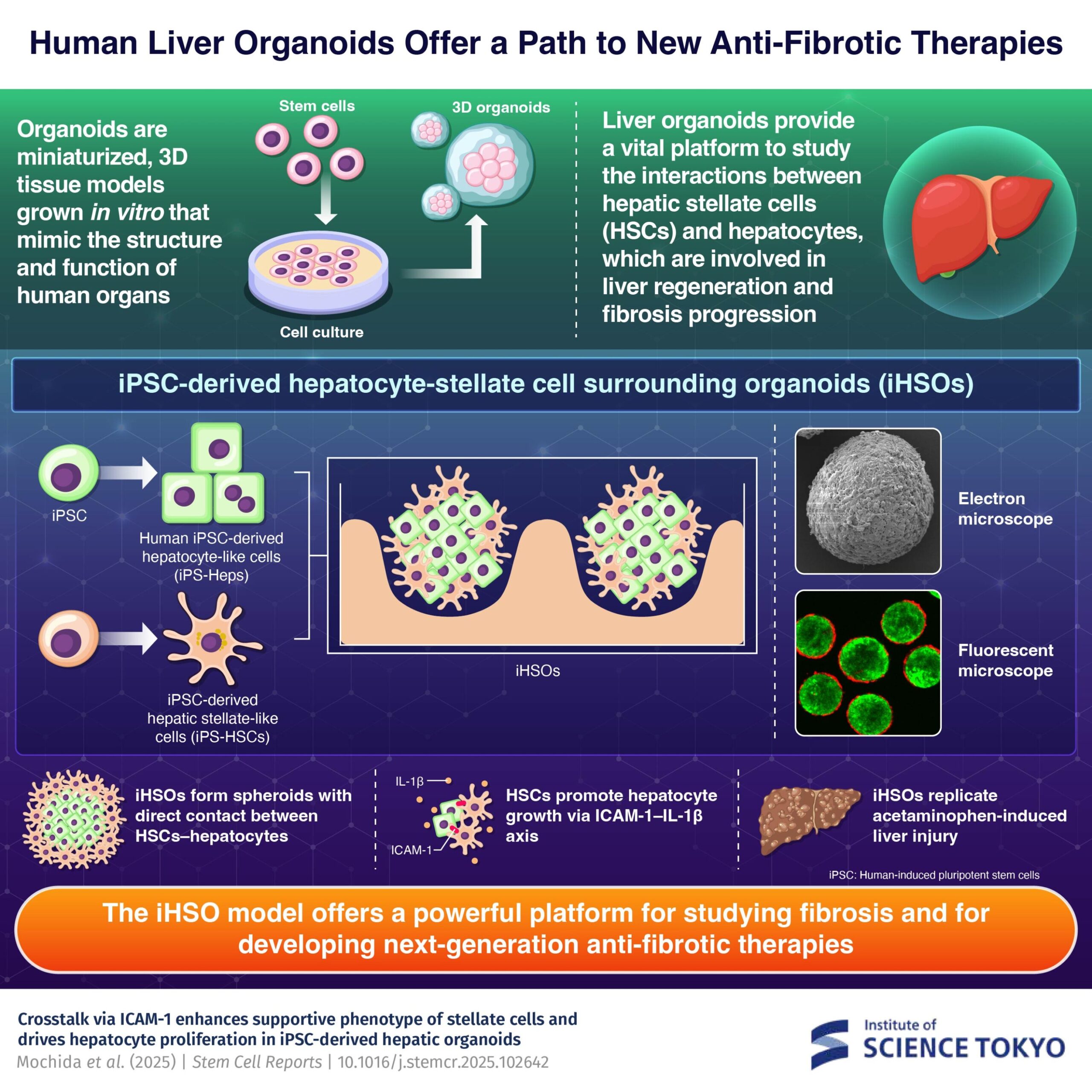 Modelo de fígado cultivado em laboratório oferece uma plataforma para estudar fibrose e regeneração