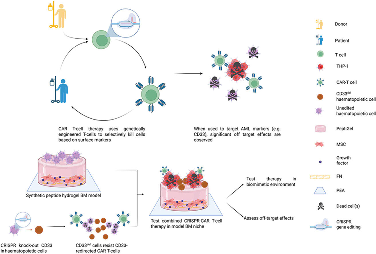 Modelo de medula óssea de bioengenharia usado com sucesso na pesquisa de leucemia
