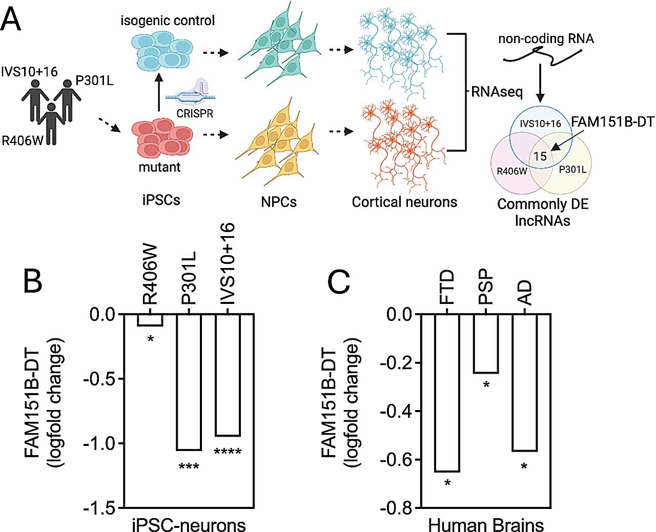 Molécula de RNA recentemente descoberta pode limitar a agregação de proteínas e prevenir danos neuronais