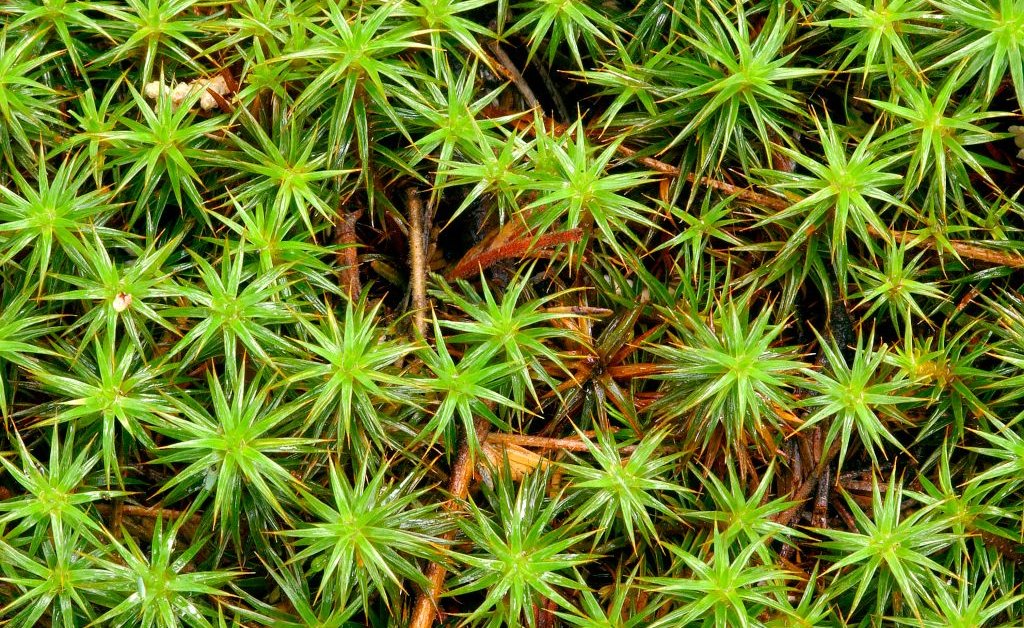 Moss pode sobreviver às duras condições do espaço