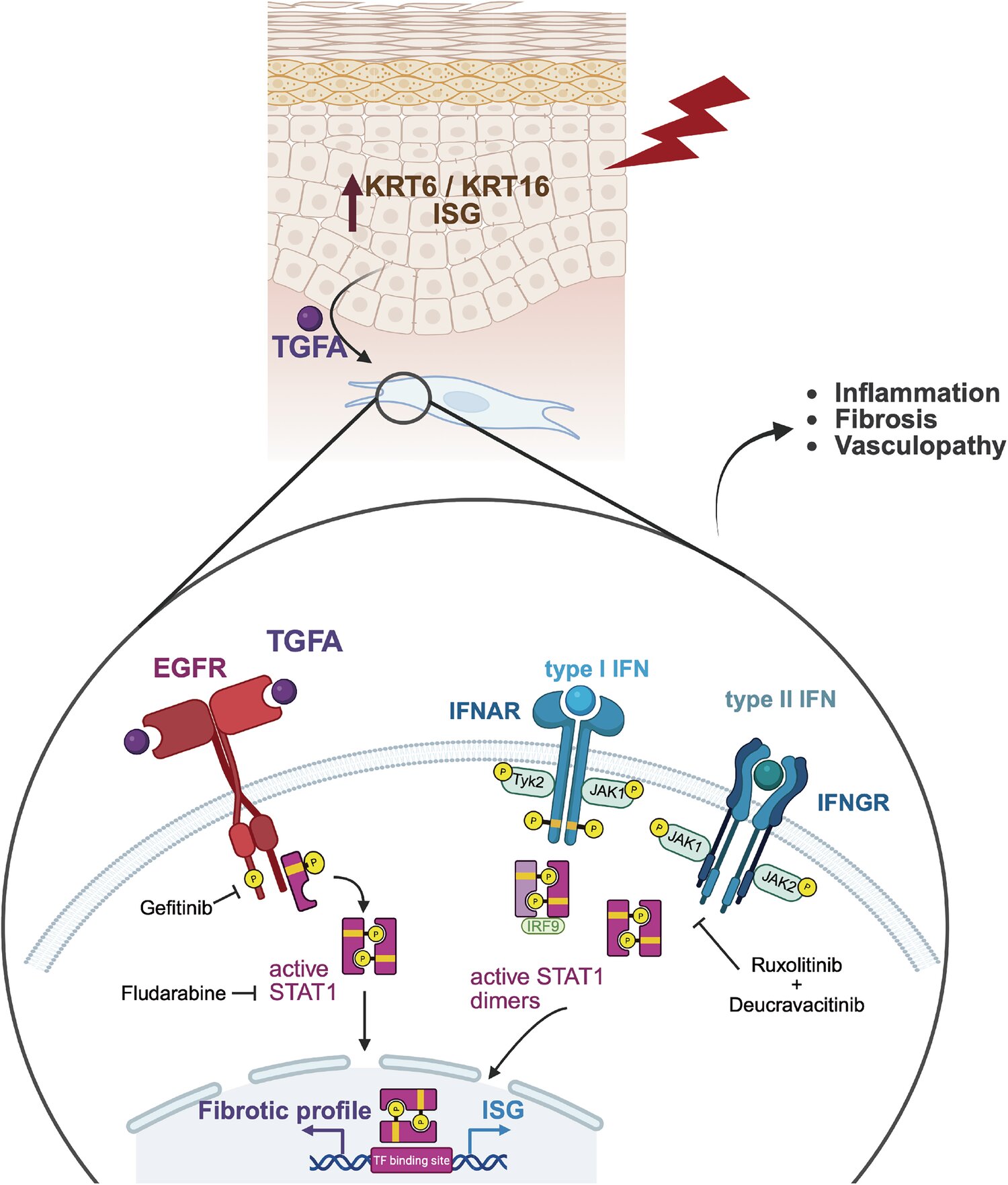 Nova pesquisa fornece informações para novas terapias