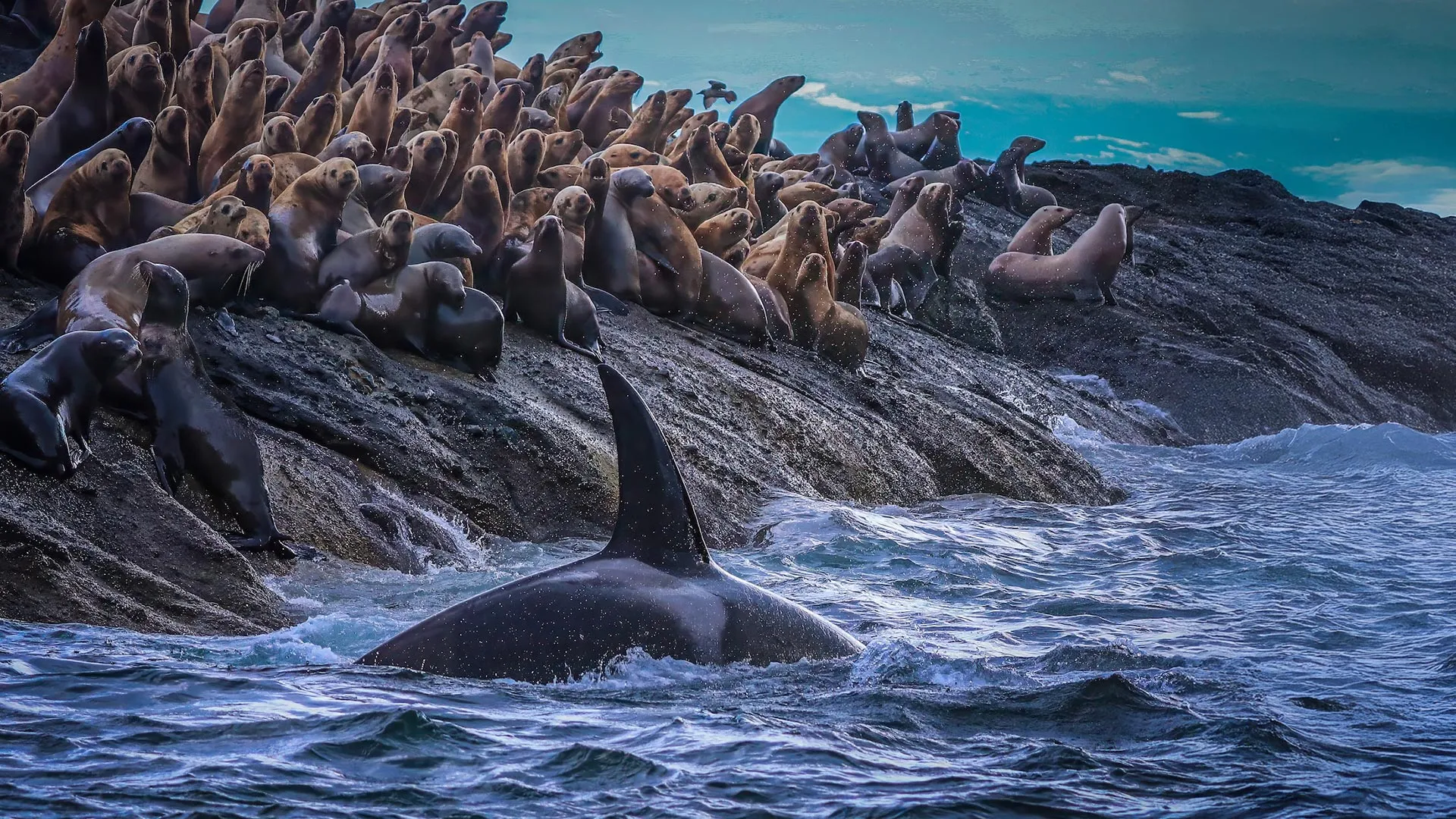 Nova pesquisa revela divisão oculta nas baleias assassinas da Costa Oeste