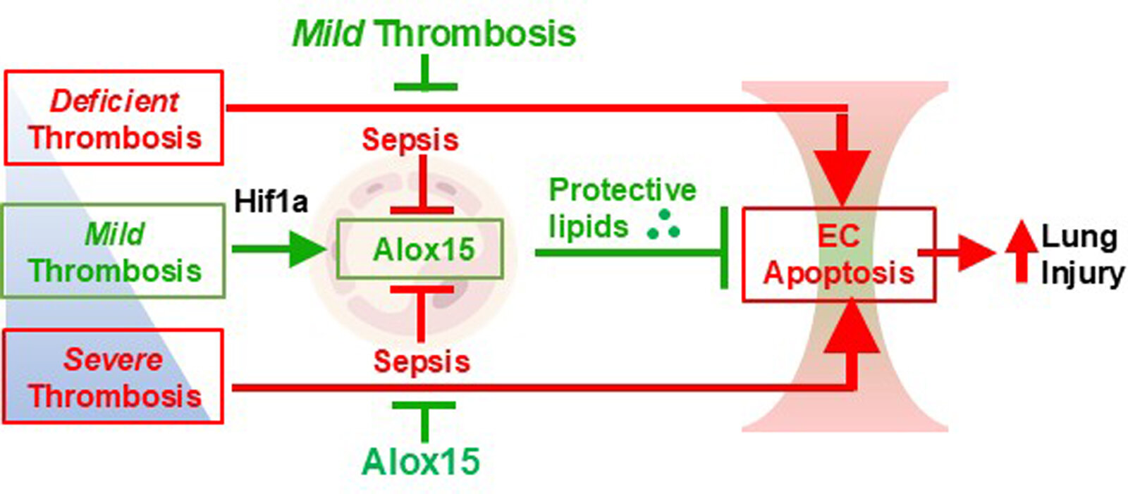 Novo potencial tratamento baseado em genes para sepse e lesão pulmonar