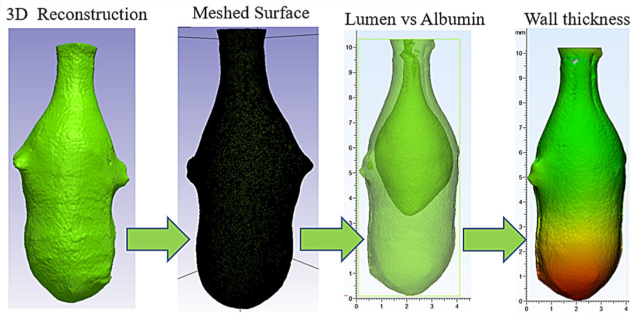 Novos insights sobre como o órgão realmente funciona