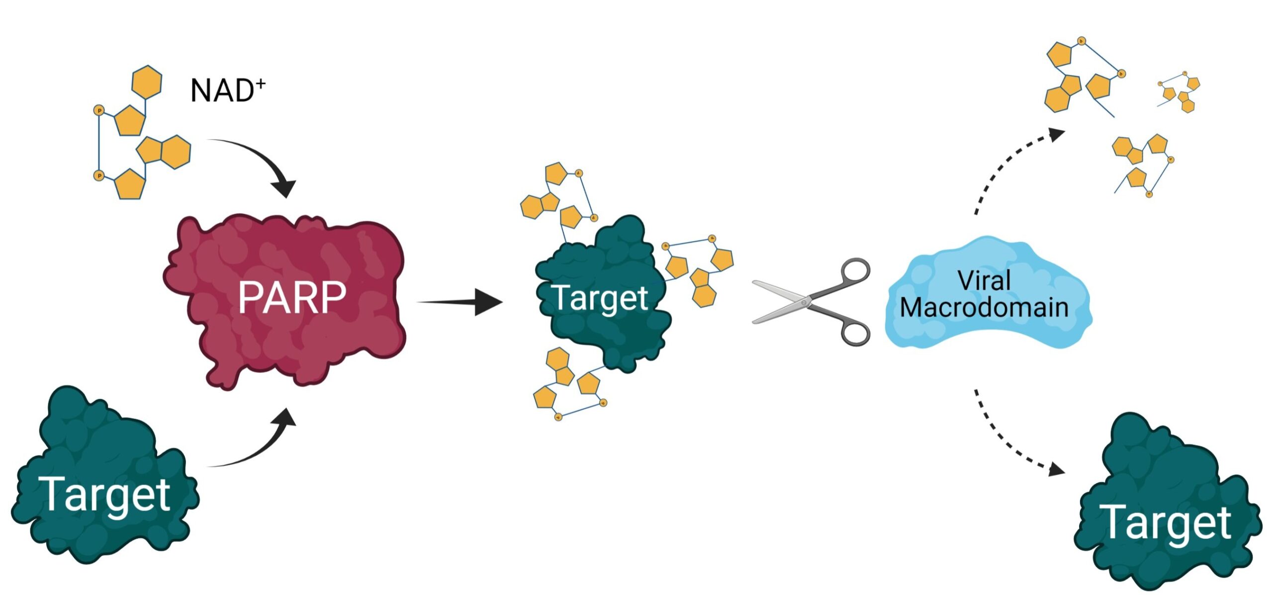 O gene humano PARP14 pode ser um novo alvo para doenças virais ou distúrbios imunomediados