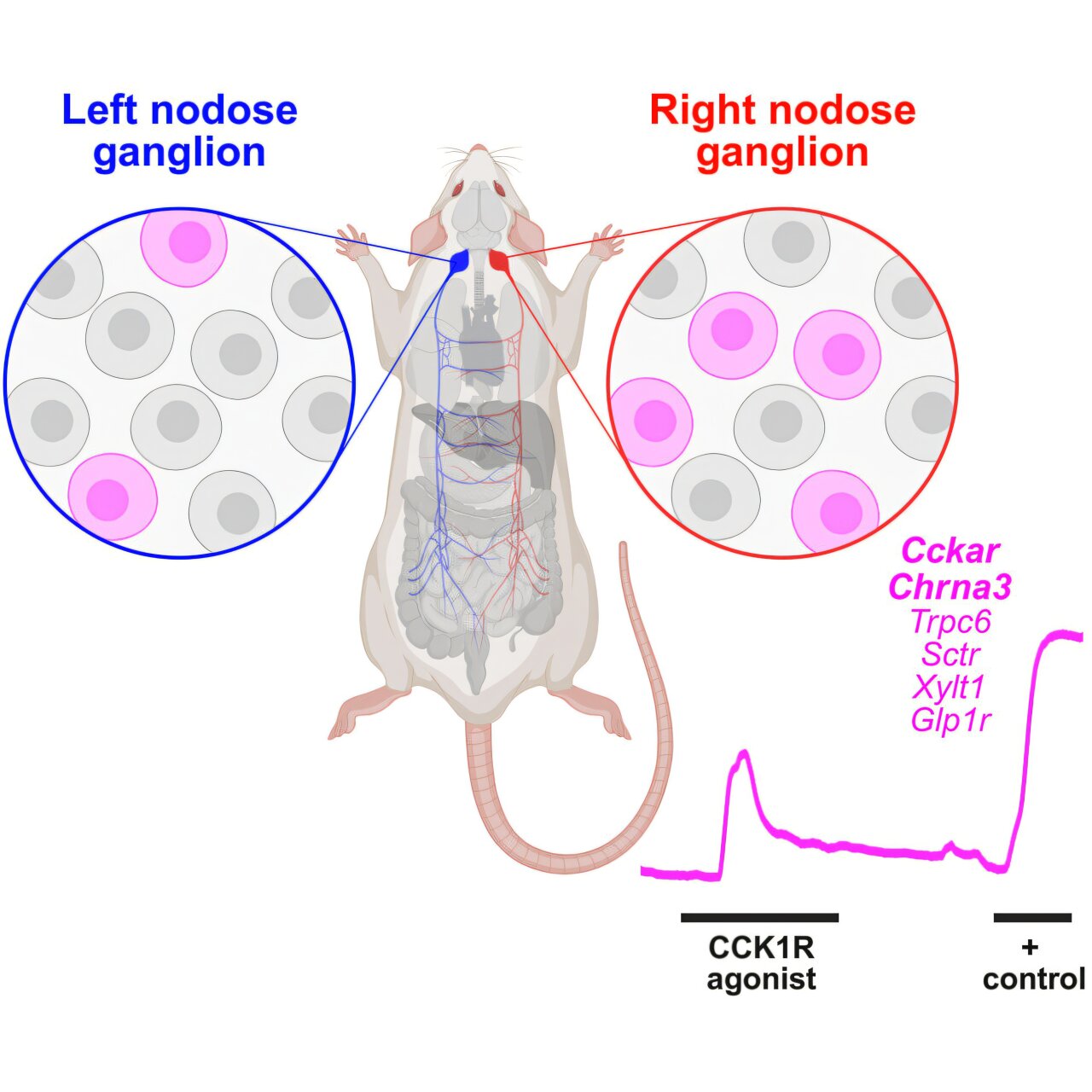 O ramo direito do nervo vago desempenha um papel fundamental na sinalização digestiva