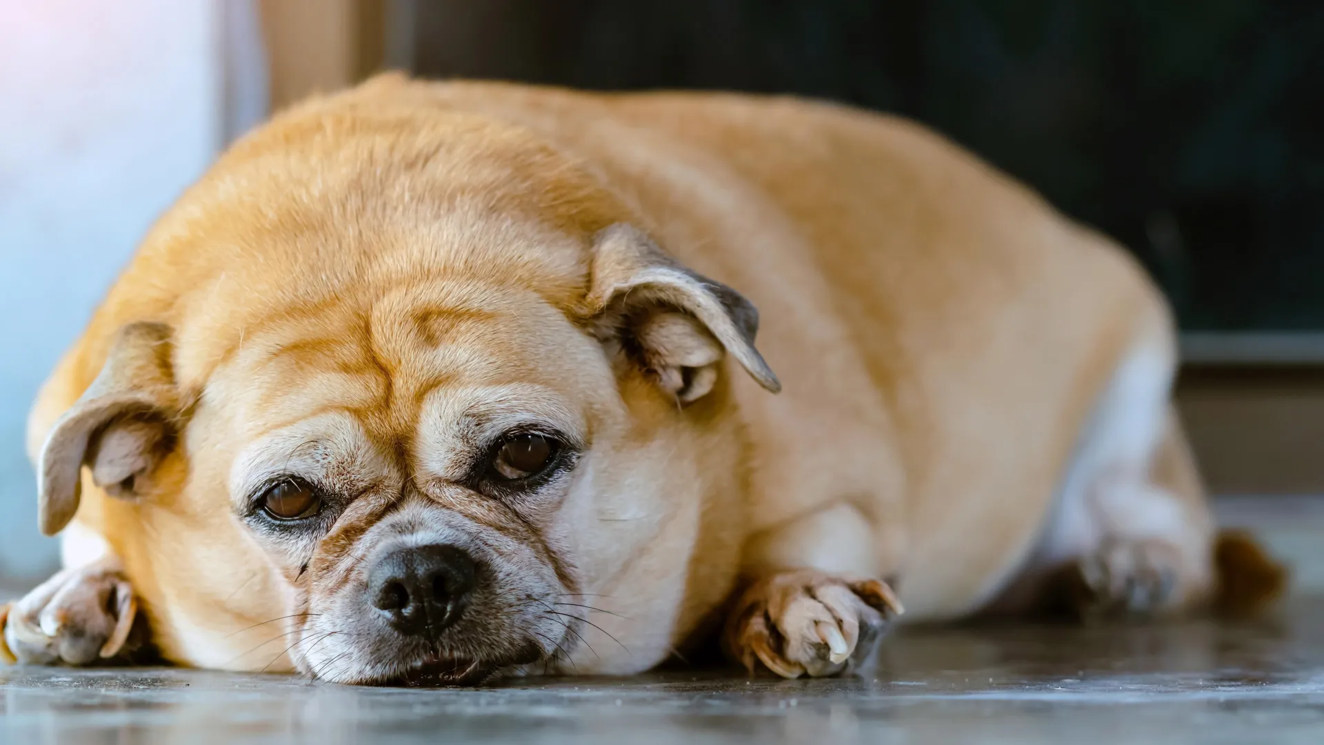 Os animais estão desenvolvendo as mesmas doenças crônicas que os humanos