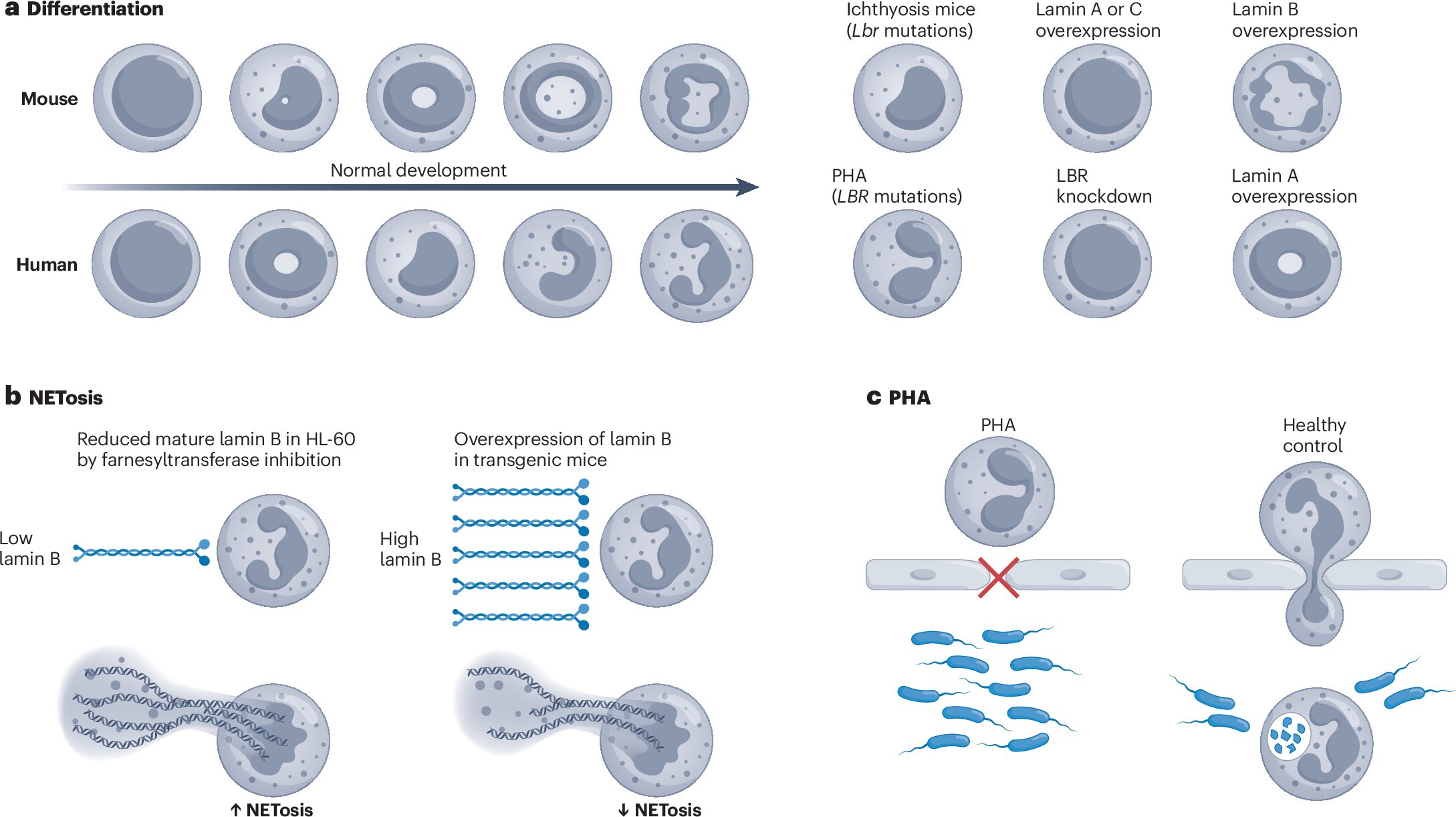 Os segredos por trás da forma dos neutrófilos