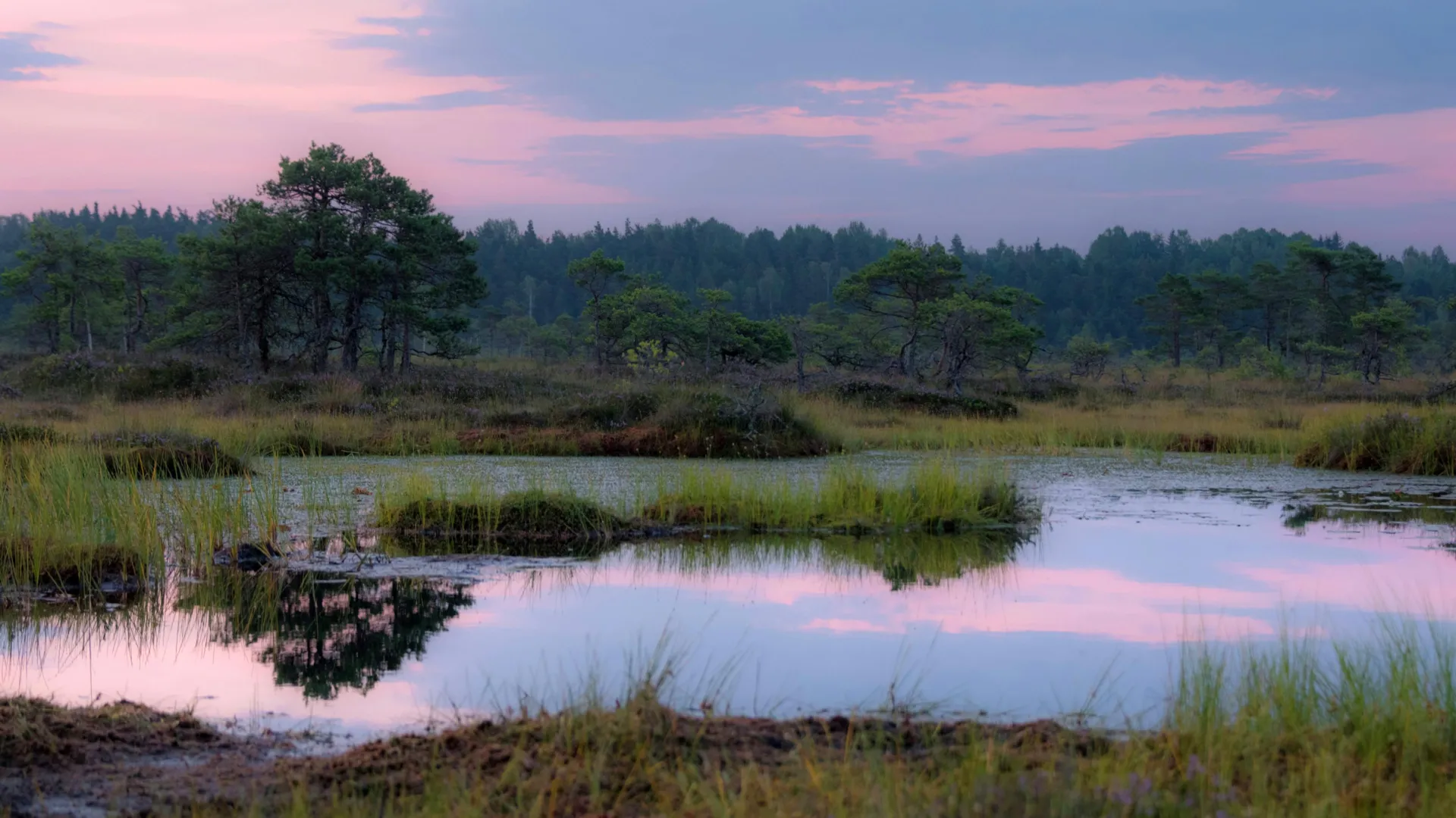 Pântanos antigos revelam uma mudança climática oculta de 15.000 anos