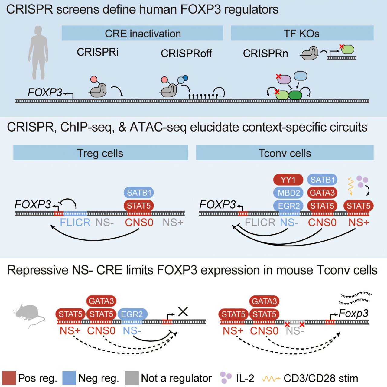 Pesquisadores revelam sistema de controle intrincado para gene imunológico chave