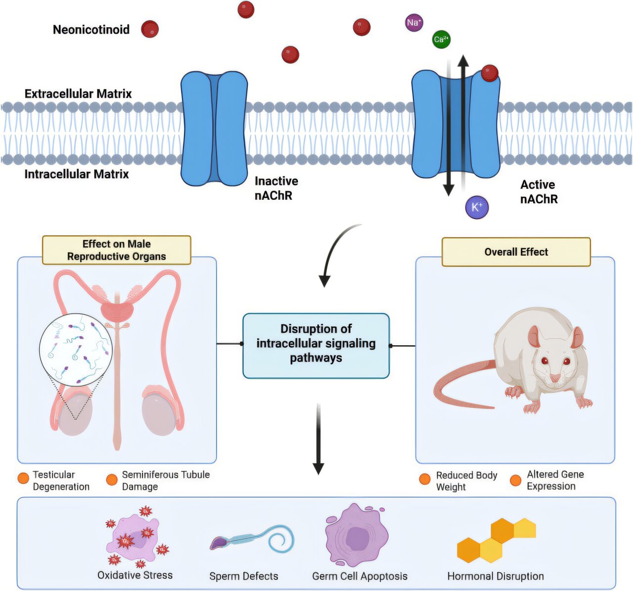Pesticidas amplamente utilizados podem diminuir a contagem de espermatozoides