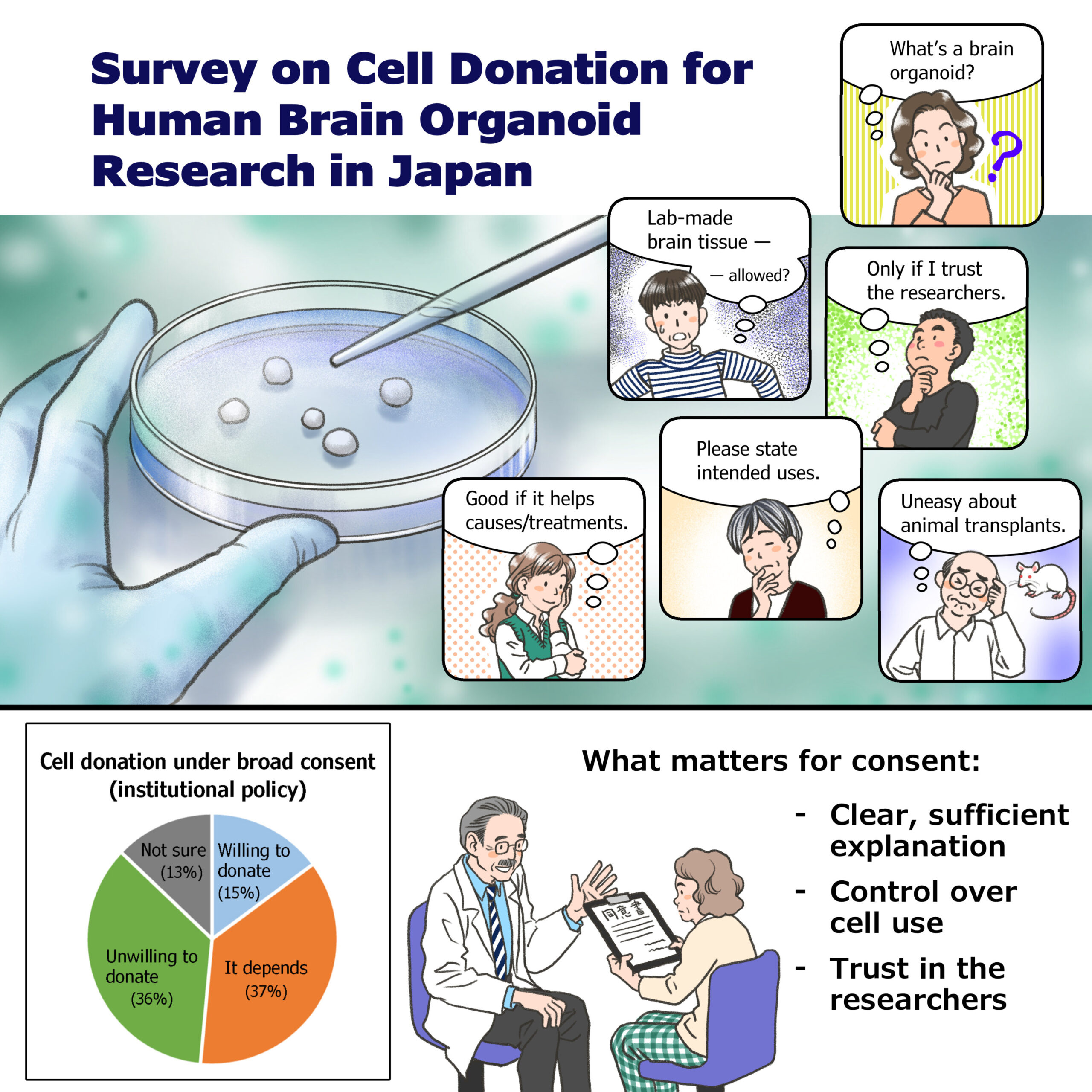Público japonês expressa forte relutância em doar células para pesquisas organoides do cérebro humano