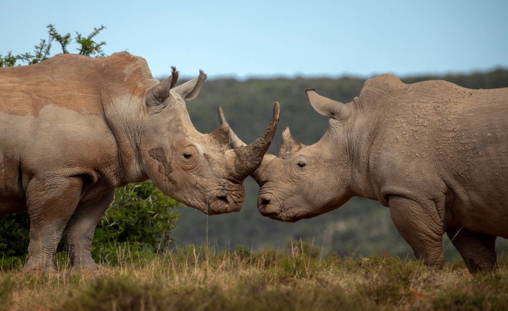 Quando o Estado de Direito defende o meio ambiente