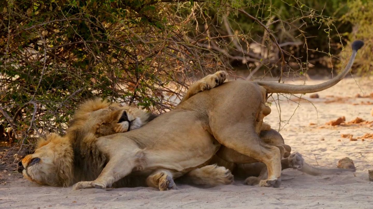 Second Nature Director on Elliot Page, LGBTQIA Representation in Animals