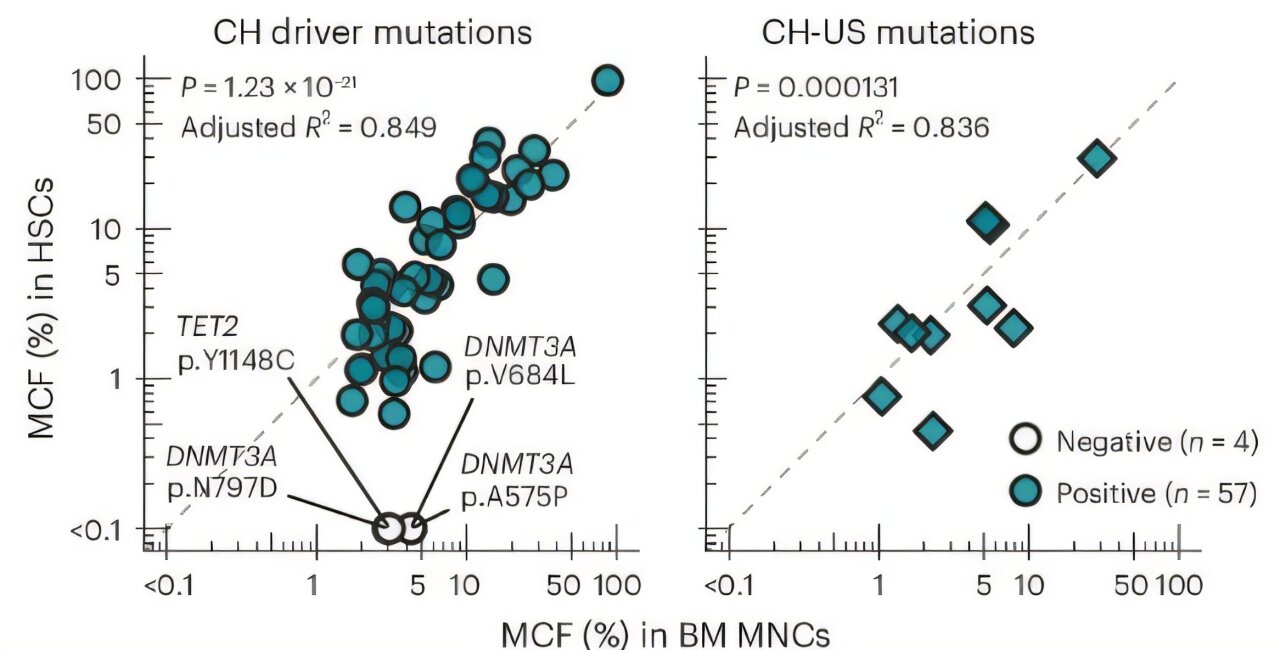 Surpreendente diversificação de células-tronco sanguíneas revelada em humanos