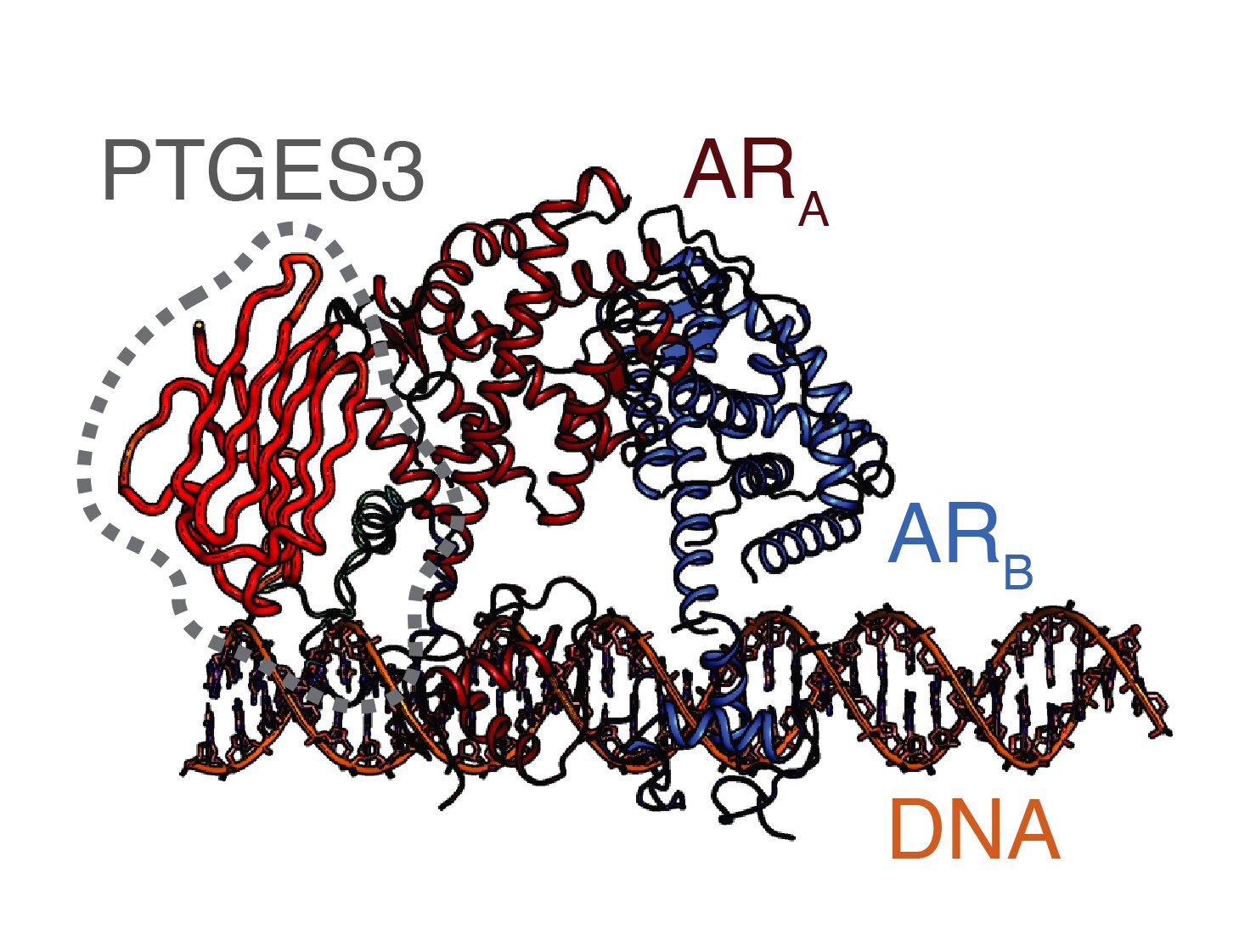 Tela CRISPR identifica novo regulador do receptor andrógeno no câncer de próstata