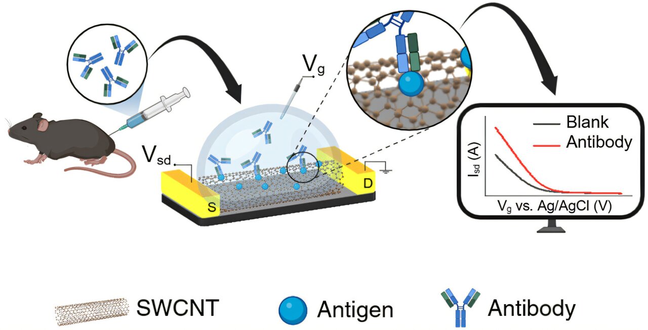 Teste sem agulha pode dizer se as vacinas contra gripe/COVID são eficazes