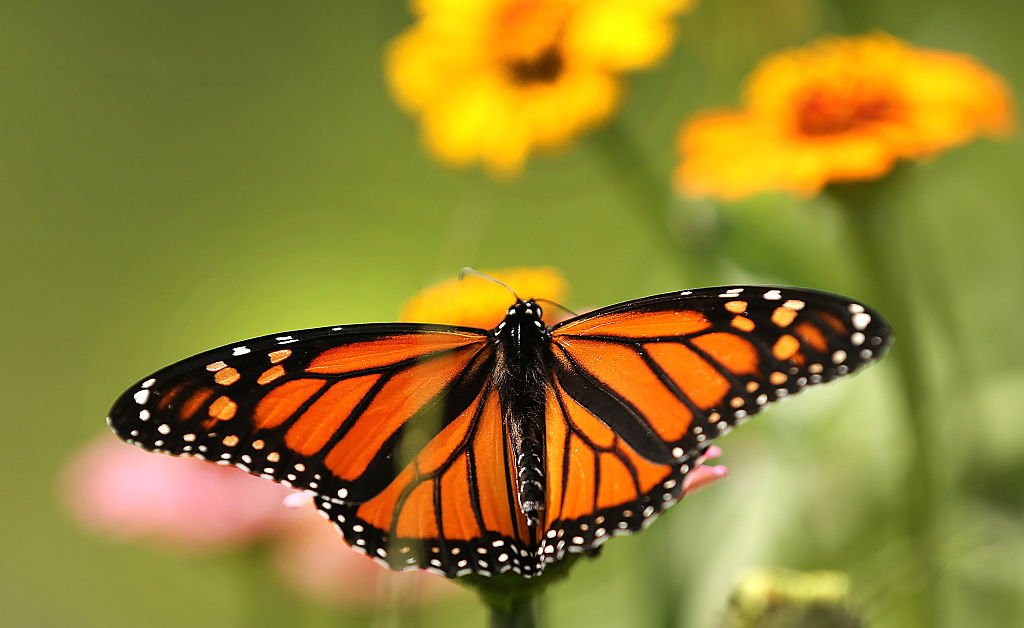 Trump planeja enfraquecer a lei sobre espécies ameaçadas