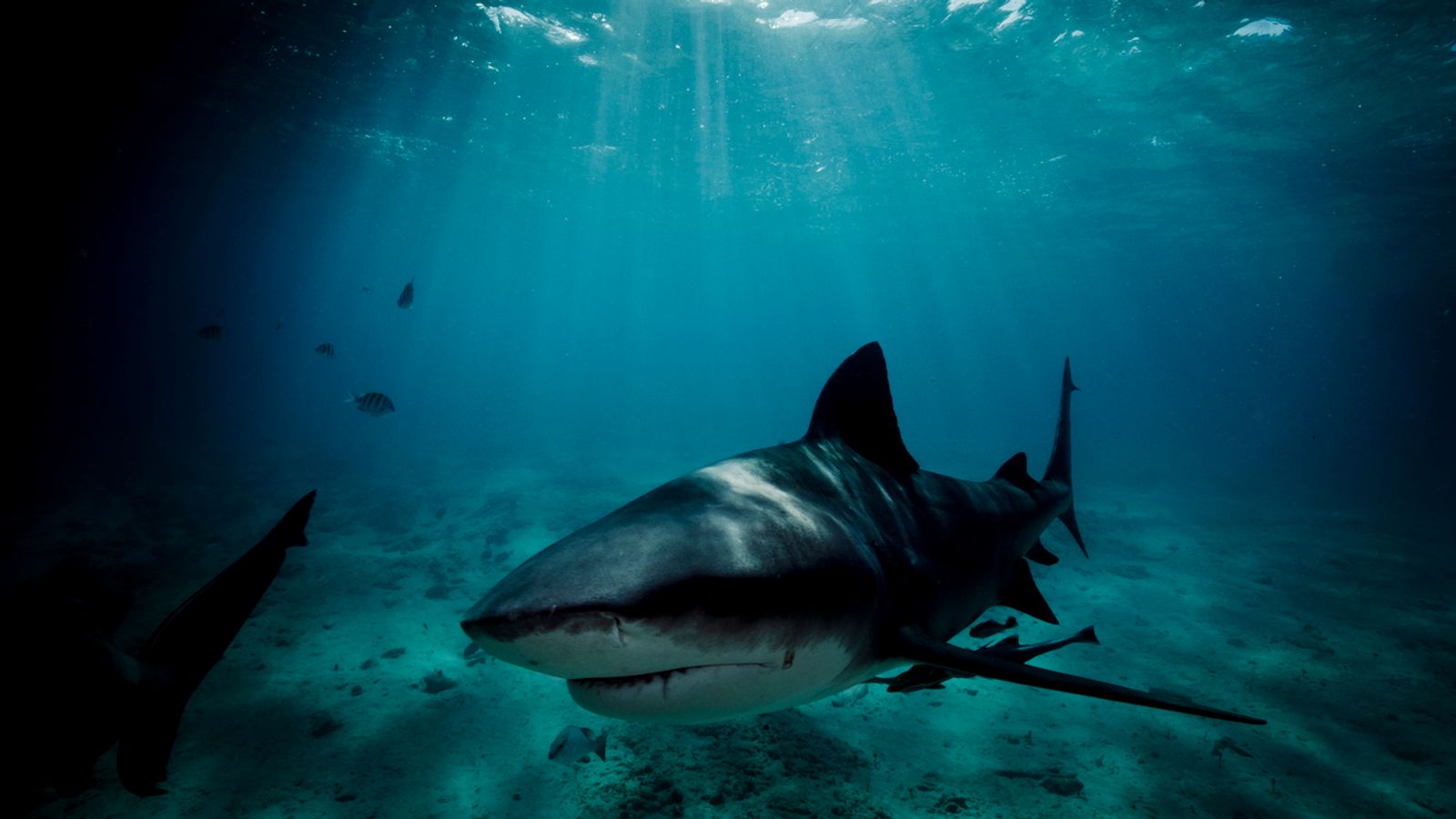 Early assessments indicate a bull shark may be responsible. File pic: iStock