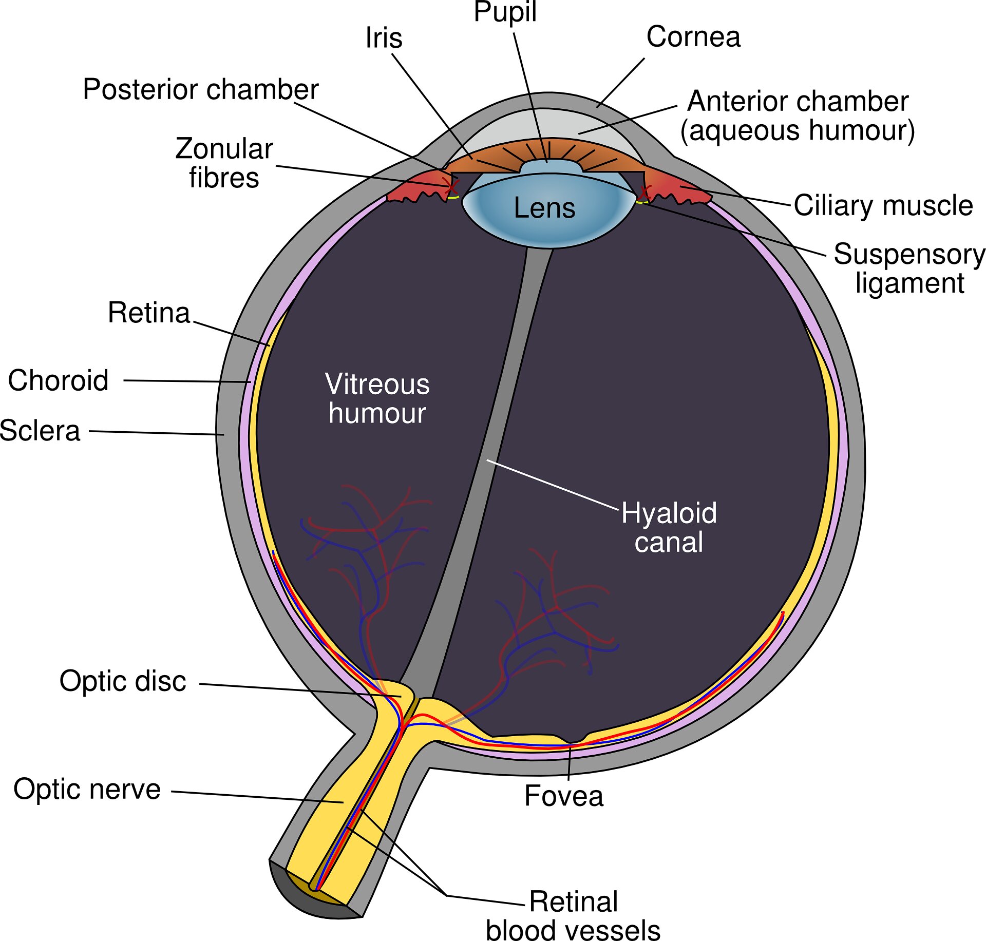 Ultrassonografia da artéria temporal no diagnóstico em tempo real de acidente vascular cerebral