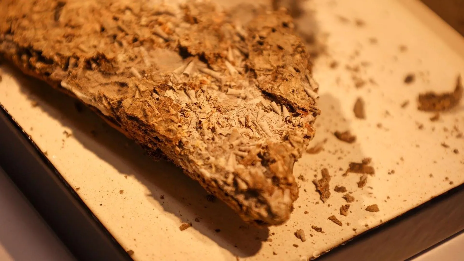 Um fóssil de 540 milhões de anos está reescrevendo a evolução