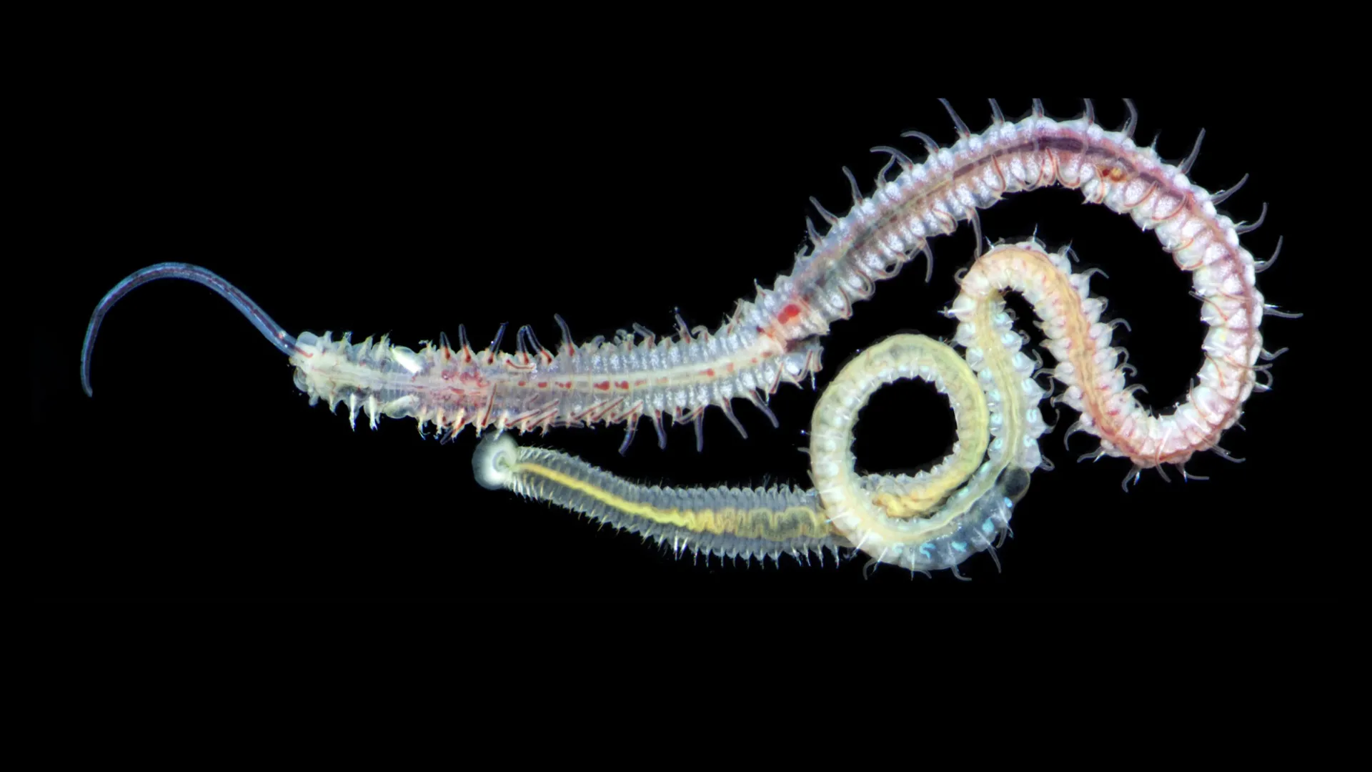 Um parasita de 480 milhões de anos ainda infecta ostras hoje