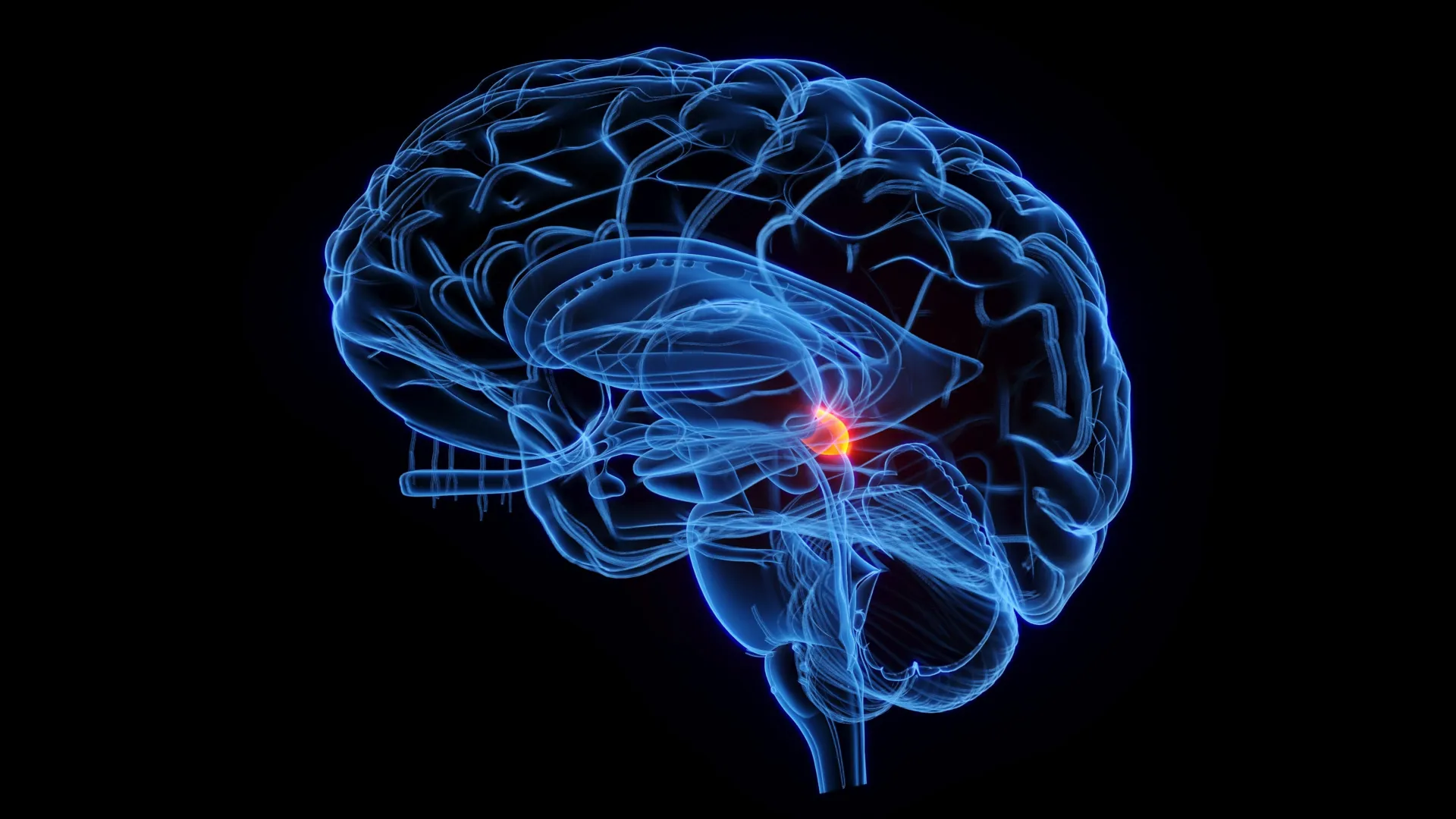 Um “radar” cerebral de 500 milhões de anos ainda molda a forma como você vê