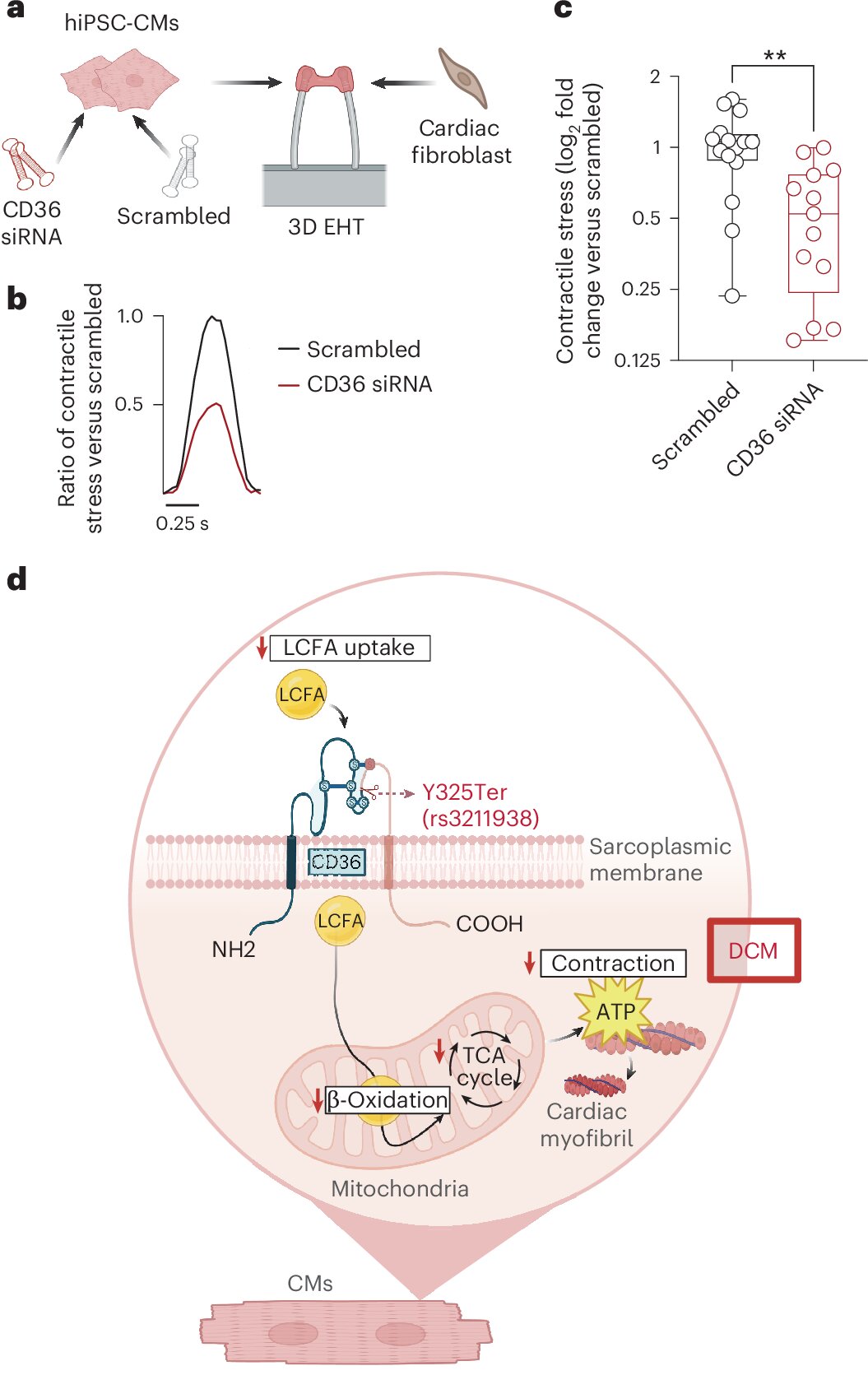 Variante genética comum associada a maior risco de doenças cardíacas em pessoas com ascendência africana