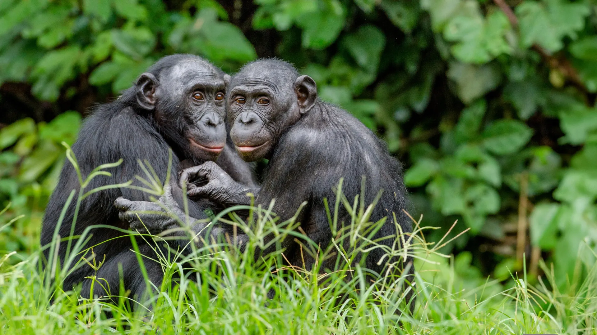 Bonobos machos usam pistas escondidas para aumentar o sucesso do acasalamento