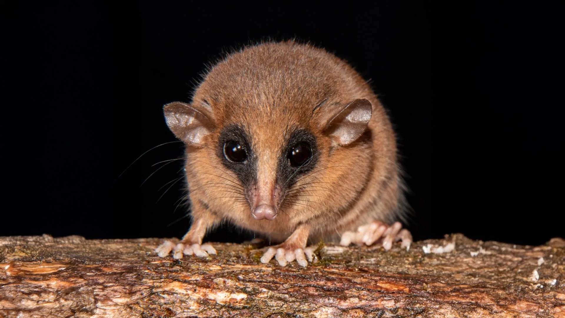 De moscas que picam a dinossauros com penas, os cientistas revelam 70 novas espécies