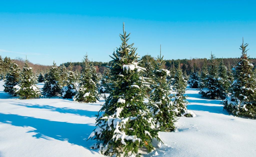 O que as mudanças climáticas significam para os Natais Brancos