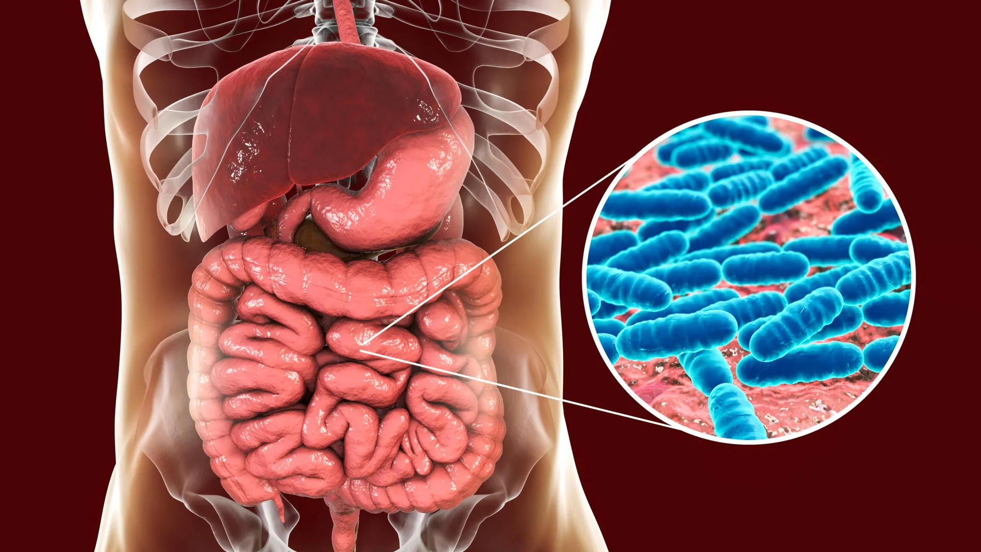 Os genes do seu colega de quarto podem estar moldando as bactérias intestinais