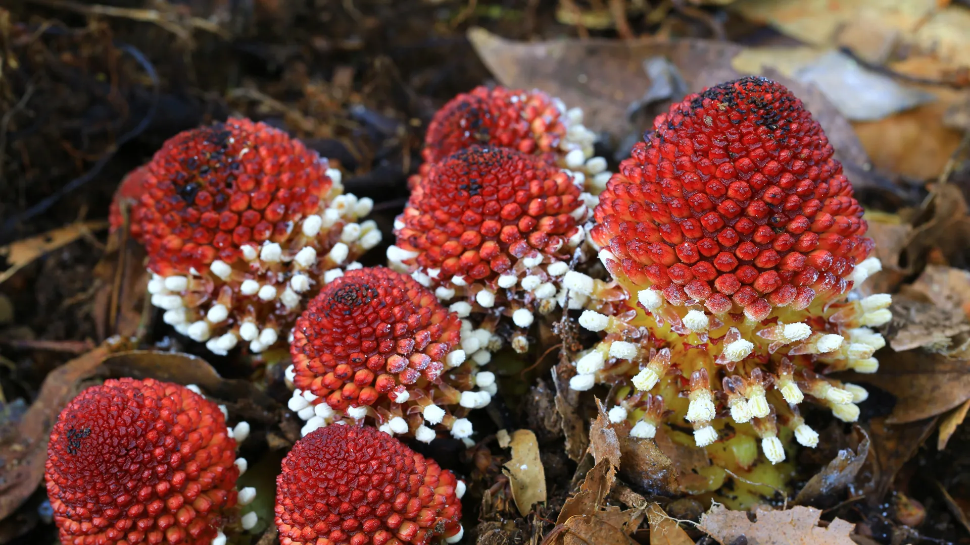 Pesquisadores descobrem como as plantas sobrevivem sem luz solar ou sexo
