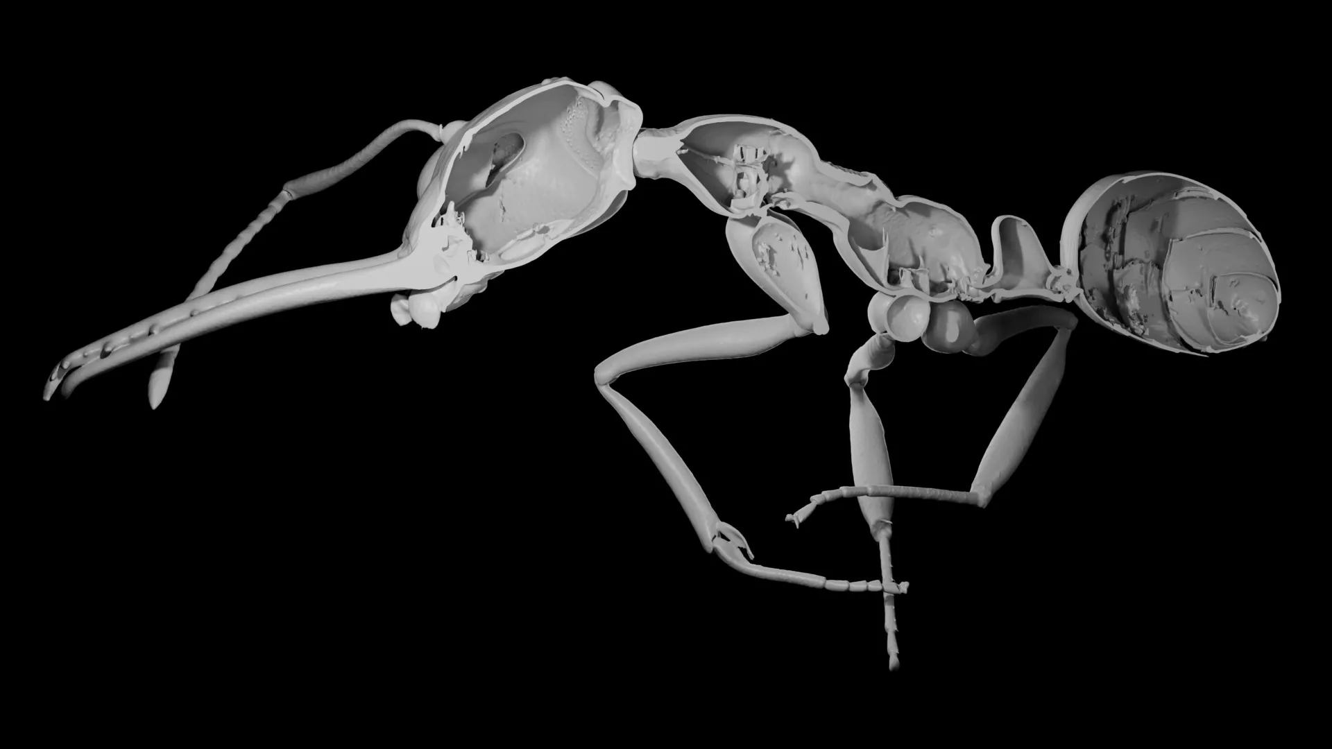 Por que a evolução recompensou as formigas que sacrificaram a proteção