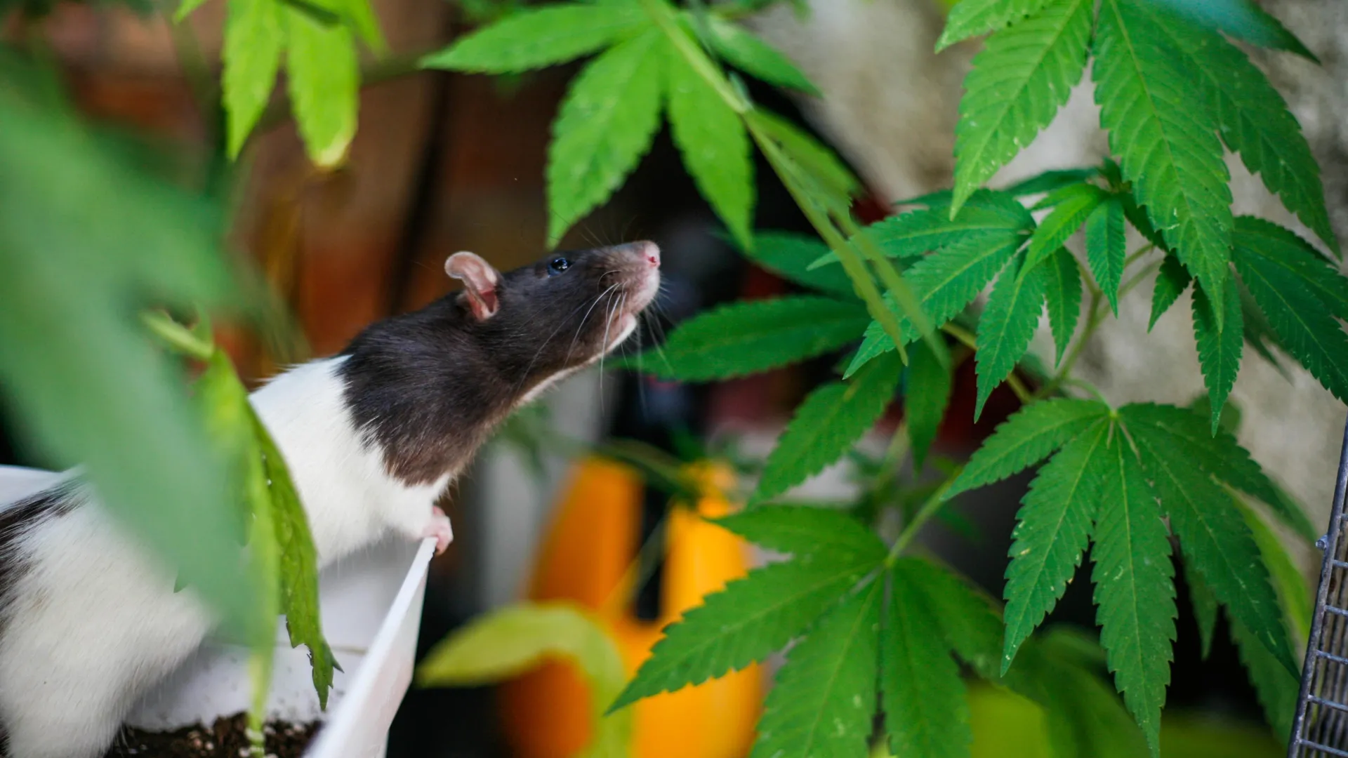 Ratos estressados ​​continuam voltando à cannabis e os cientistas sabem por quê
