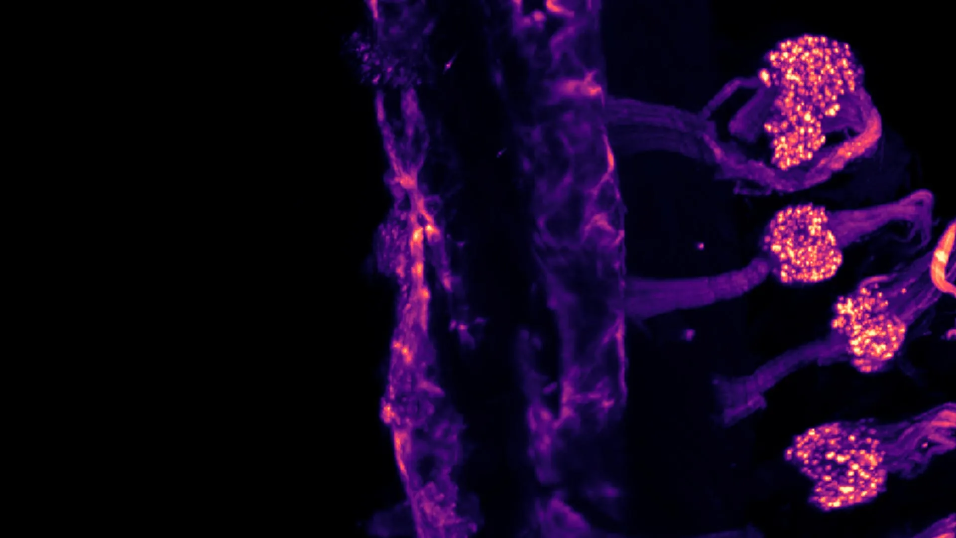 Seu corpo sente frio de duas maneiras diferentes