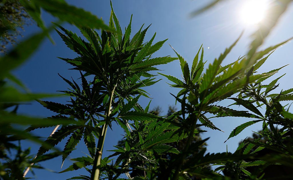 Trump assina ordem para afrouxar restrições à maconha