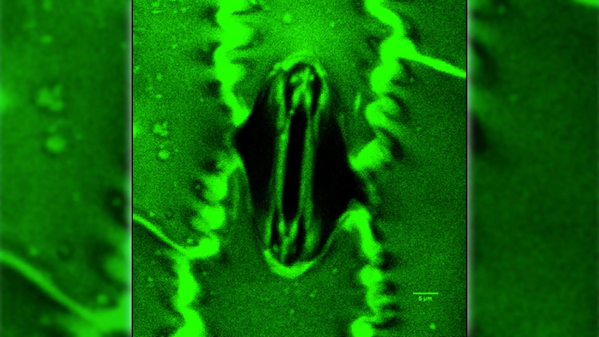Avanço permite que cientistas observem a respiração das plantas em tempo real