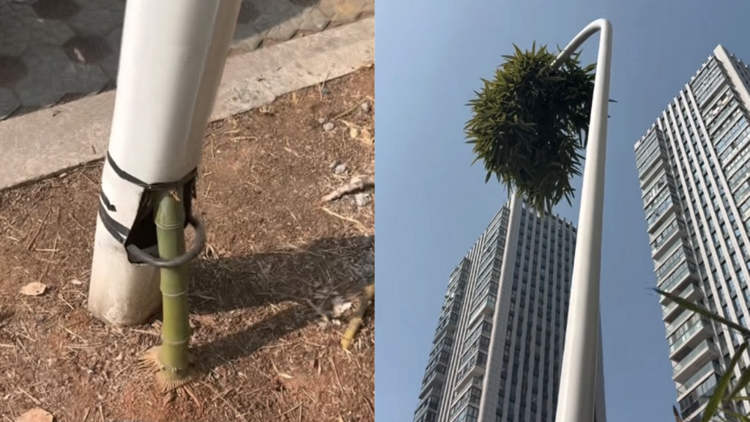 Bambu que cresceu através de poste de metal se torna símbolo de resiliência na China