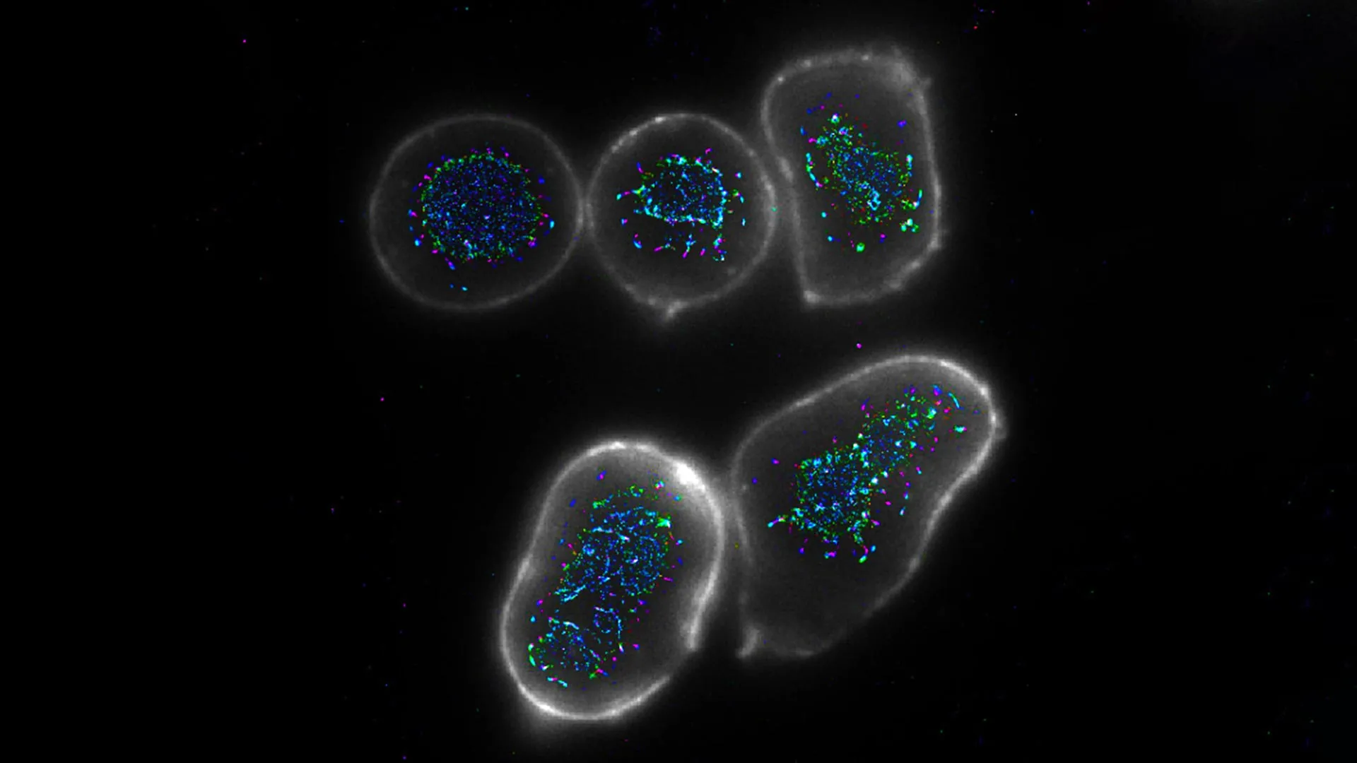 Cientistas encontraram uma maneira de turbinar o sistema imunológico contra o câncer