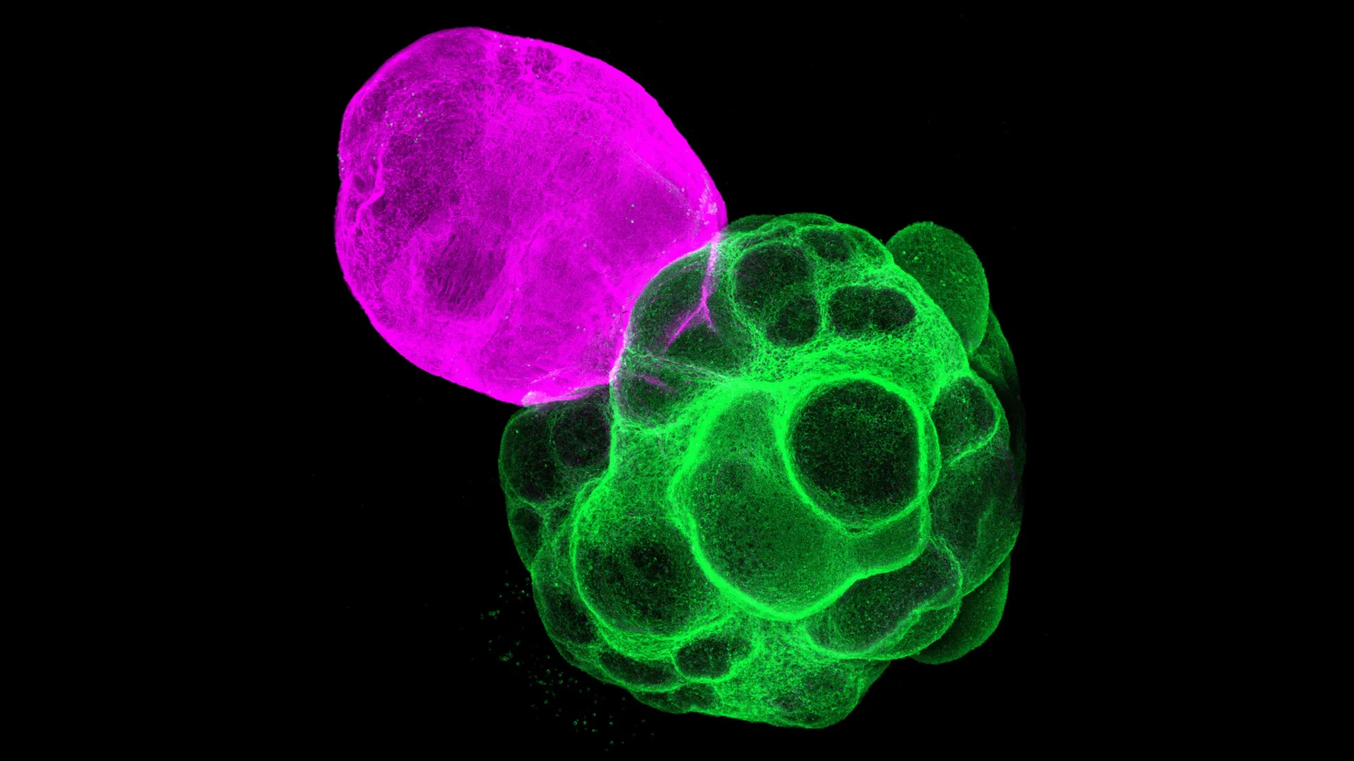 Cientistas japoneses acabaram de construir circuitos cerebrais humanos em laboratório