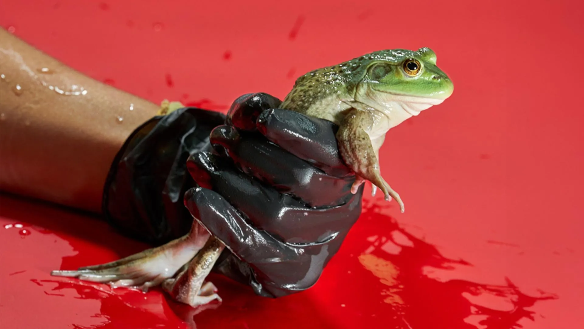 Como o comércio de carne de rã ajudou a espalhar um fungo mortal em todo o mundo