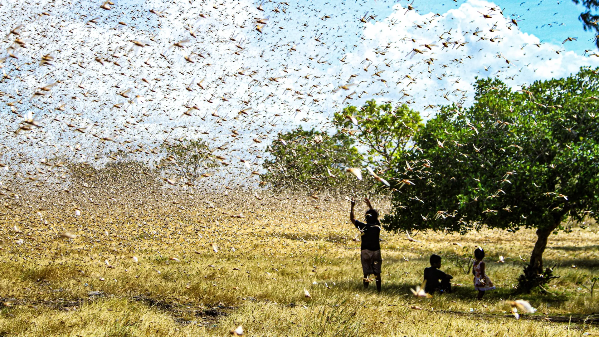 Esta pequena atualização do solo reduziu os danos causados ​​pelos gafanhotos e dobrou a produção