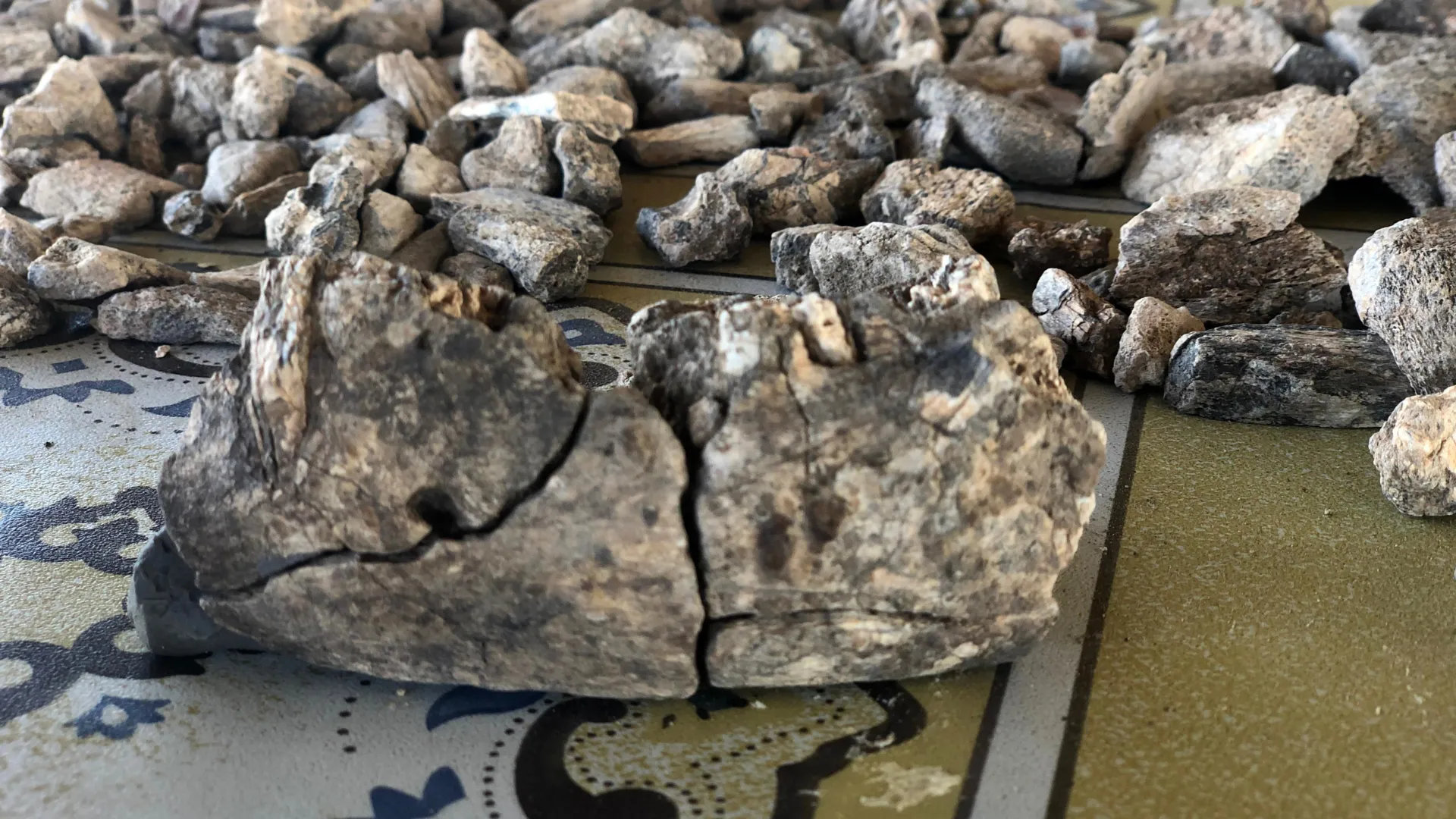 Este maxilar de 2,6 milhões de anos muda a história humana