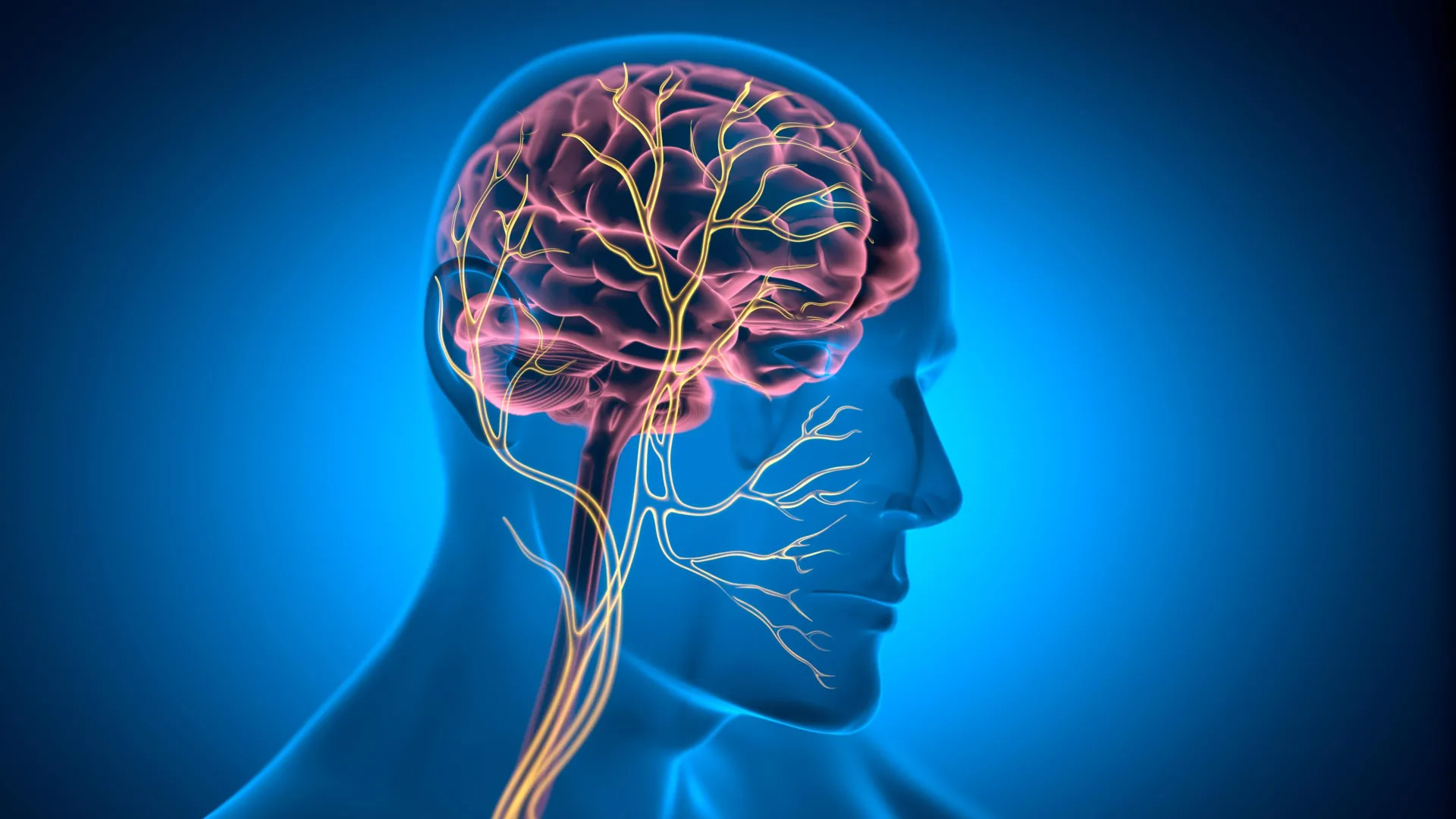 Este minúsculo nervo pode ajudar a manter o coração jovem