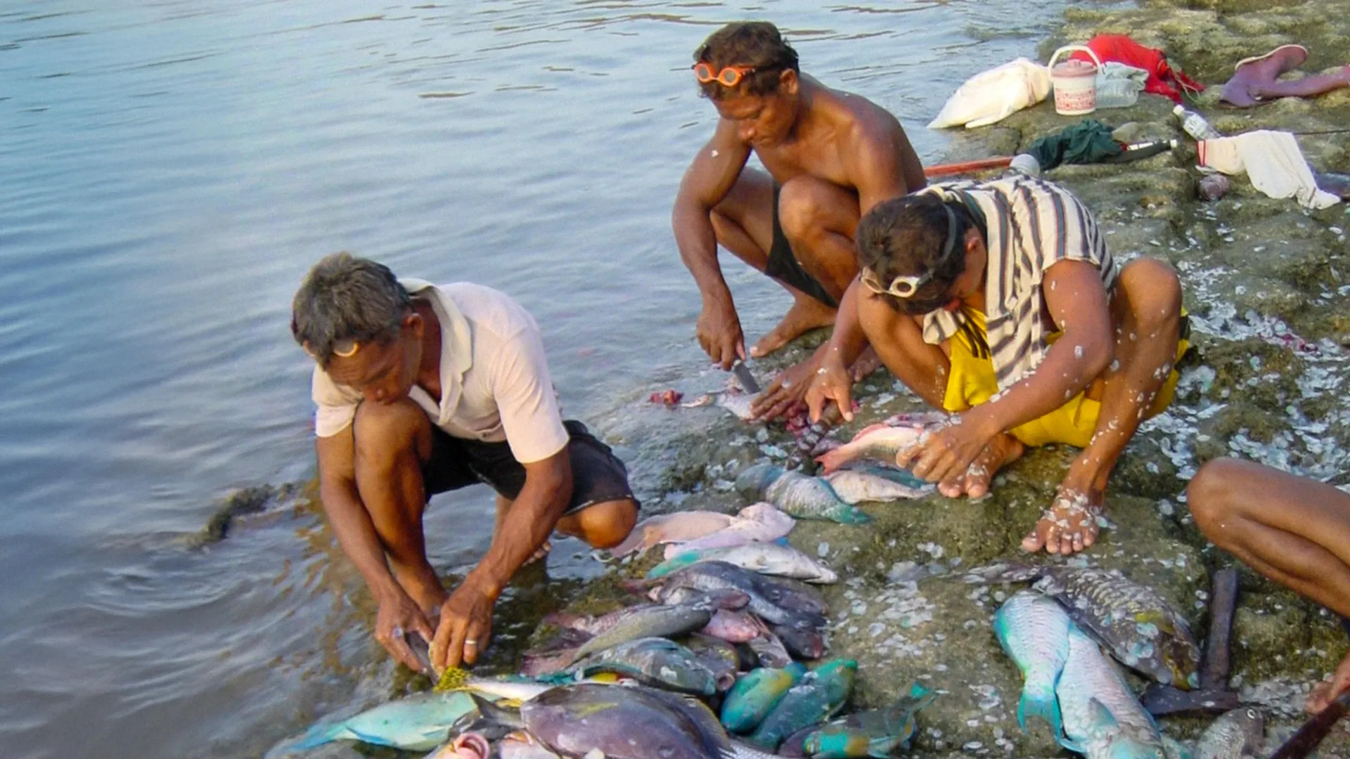Os recifes de coral poderiam alimentar milhões se os deixássemos reconstruir