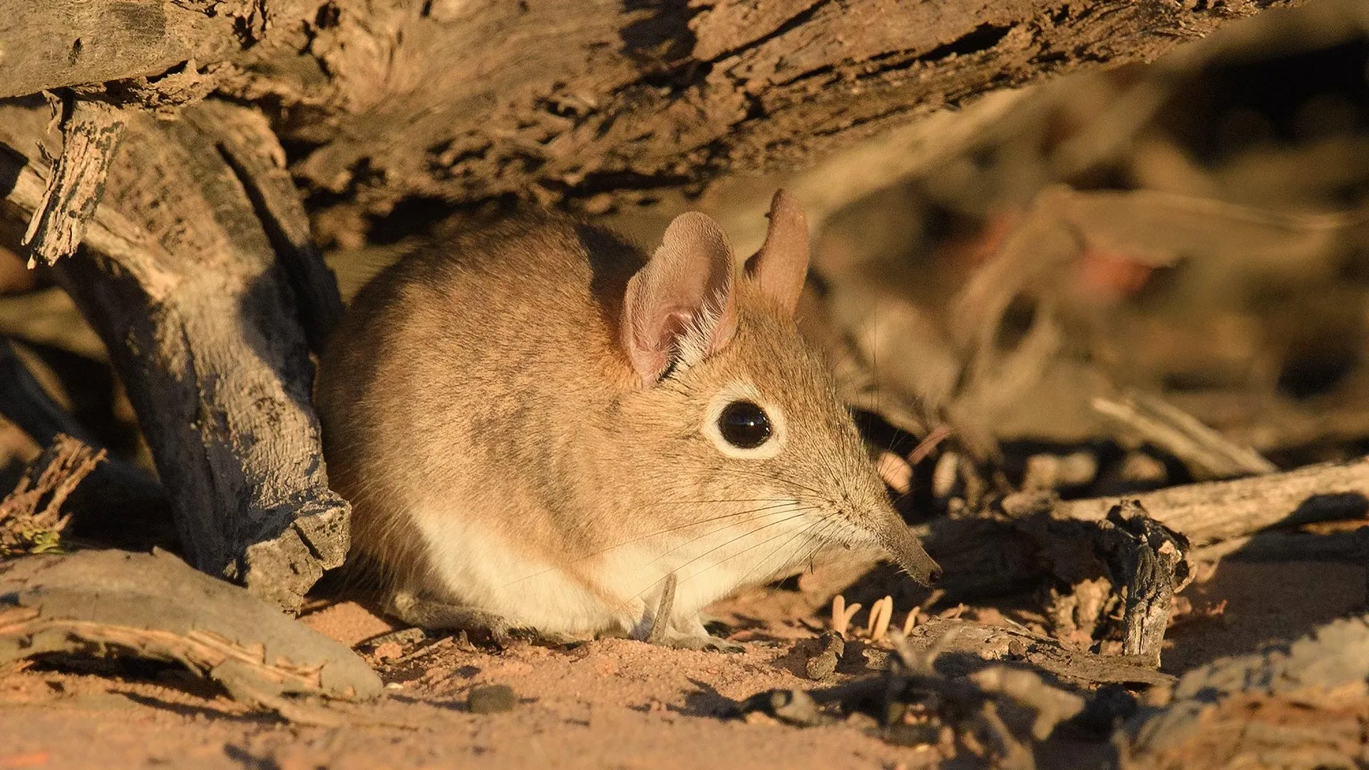 Pequenos mamíferos estão enviando sinais de alerta que os cientistas podem finalmente ler